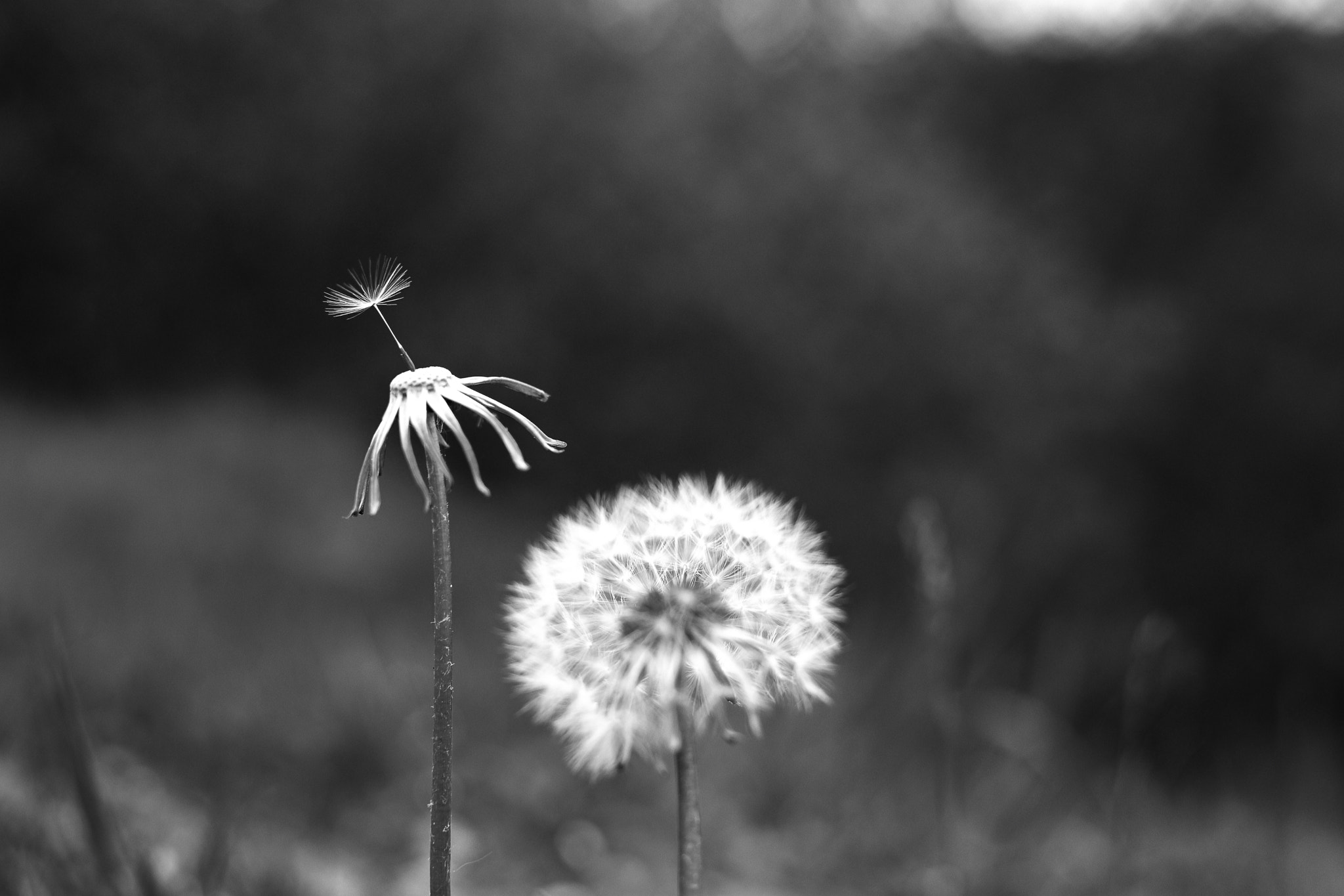 Nikon AF-S DX Nikkor 35mm F1.8G sample photo. Solitude photography
