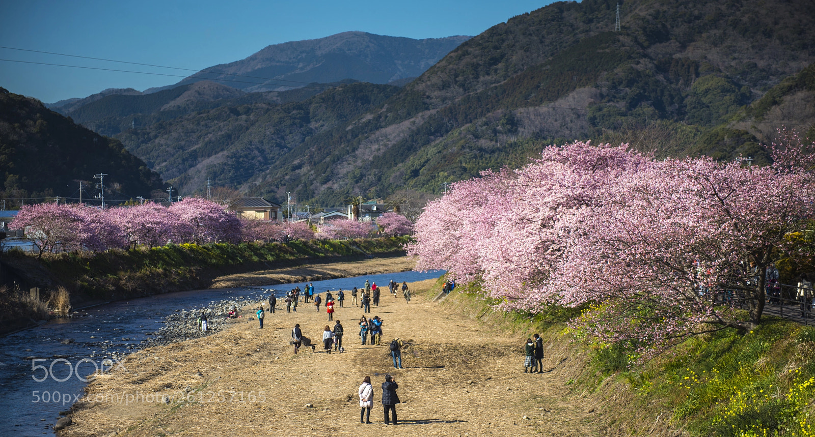 Nikon D800 sample photo. Kawazu sakura photography