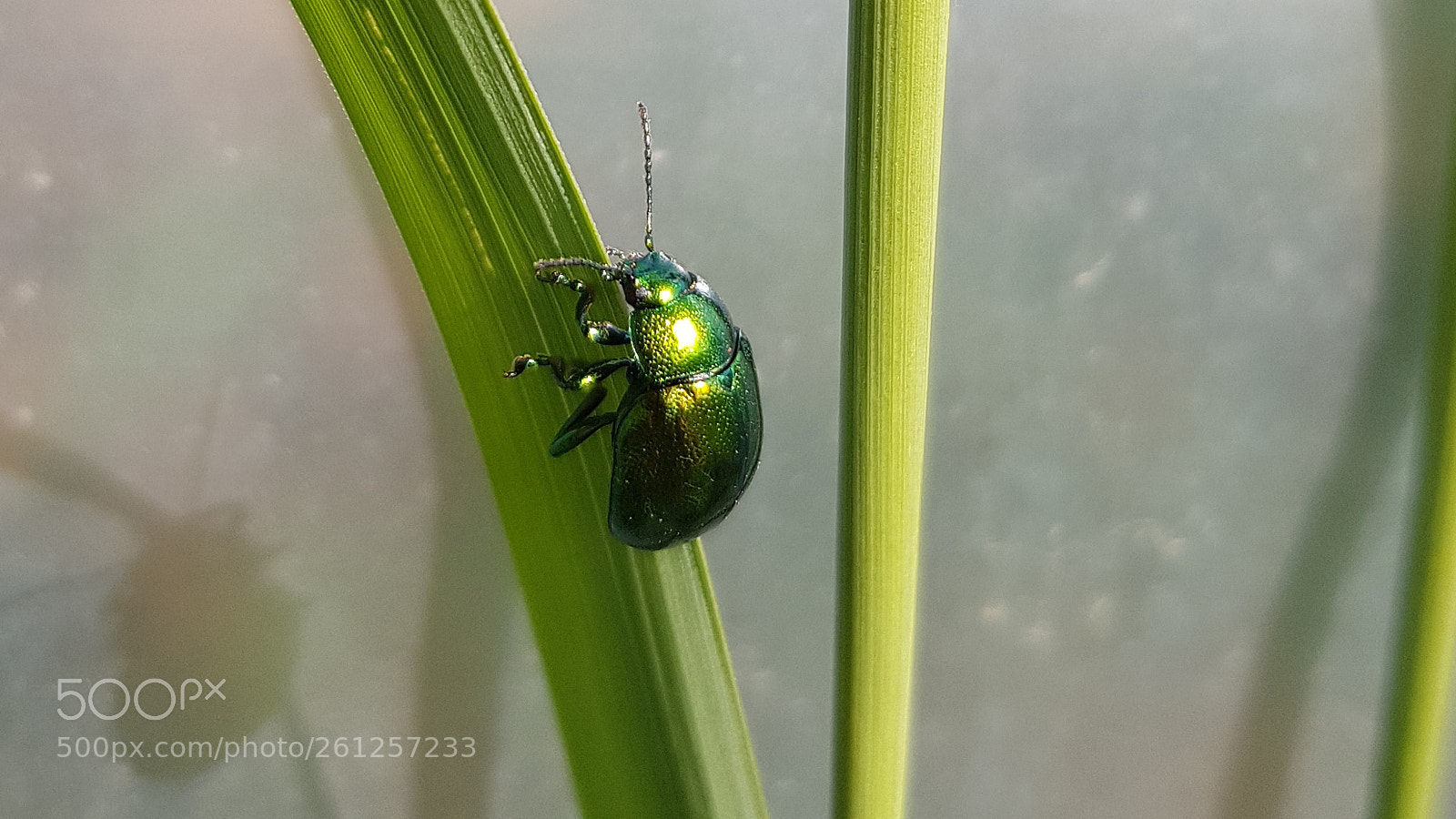 Samsung Galaxy S8 sample photo. Green day photography