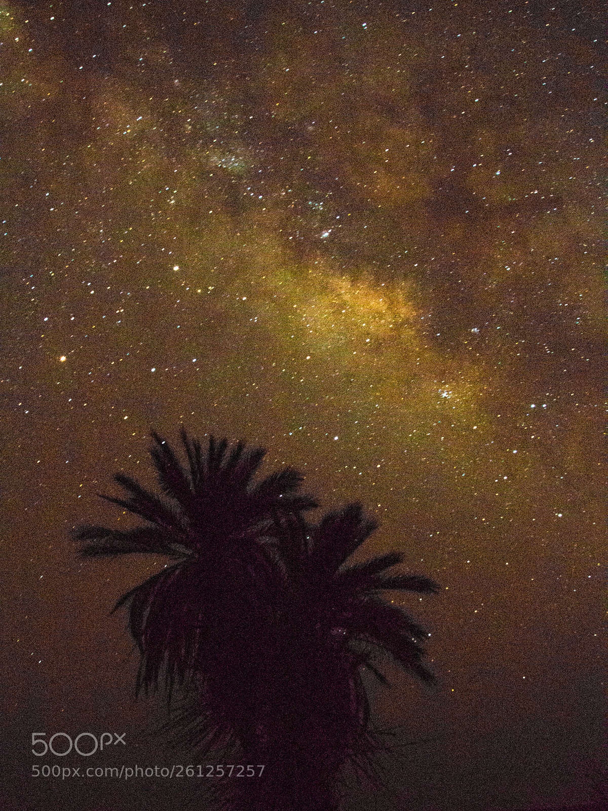 Canon EOS 70D sample photo. Palmier sous milky way photography