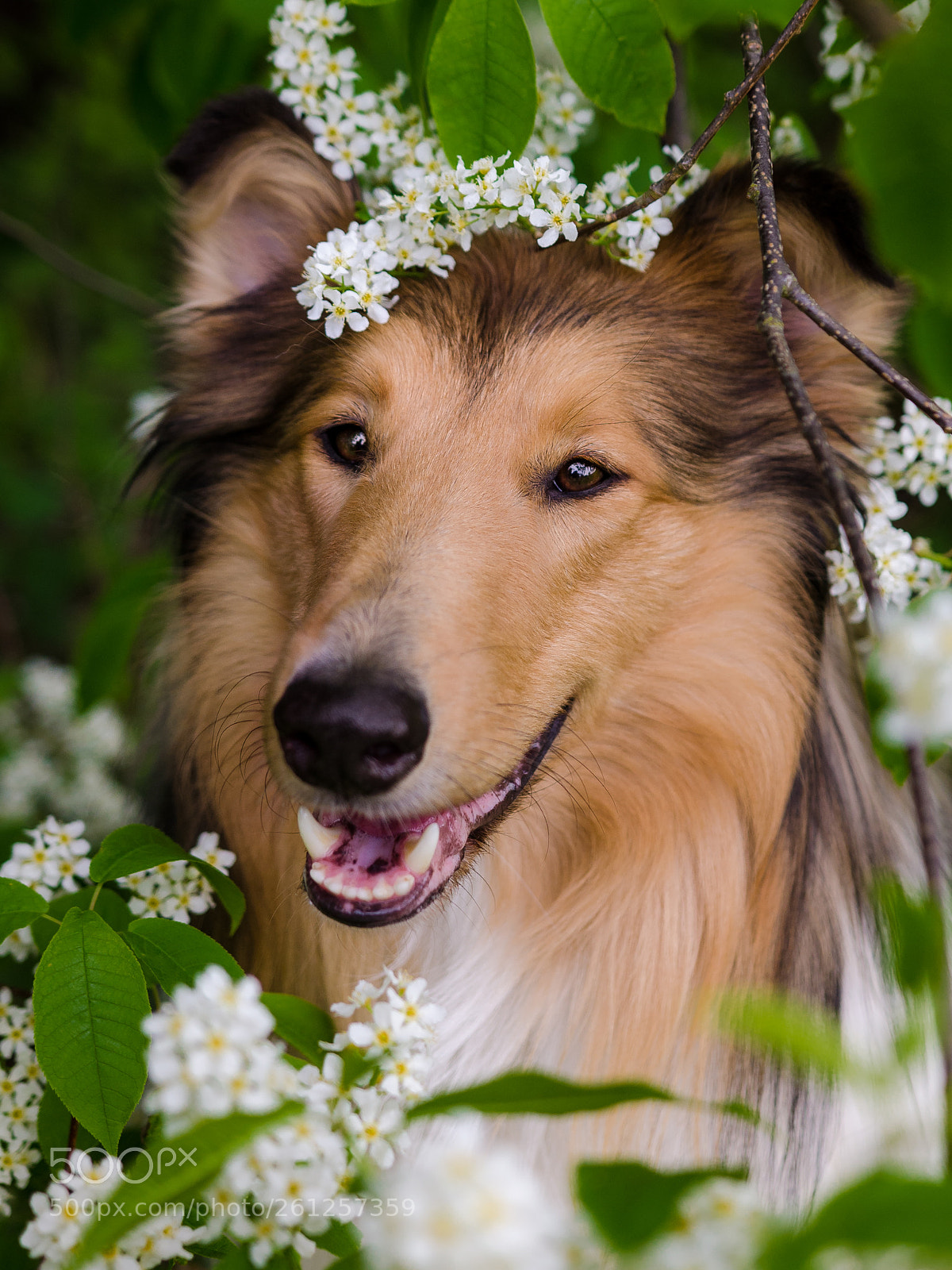Nikon D5100 sample photo. Happy collie photography