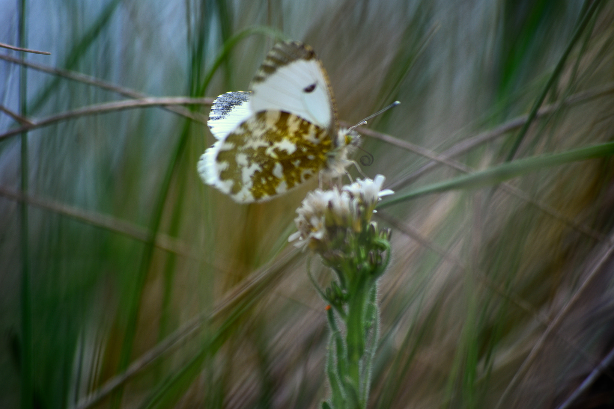 Nikon D7200 sample photo. Butterfly photography