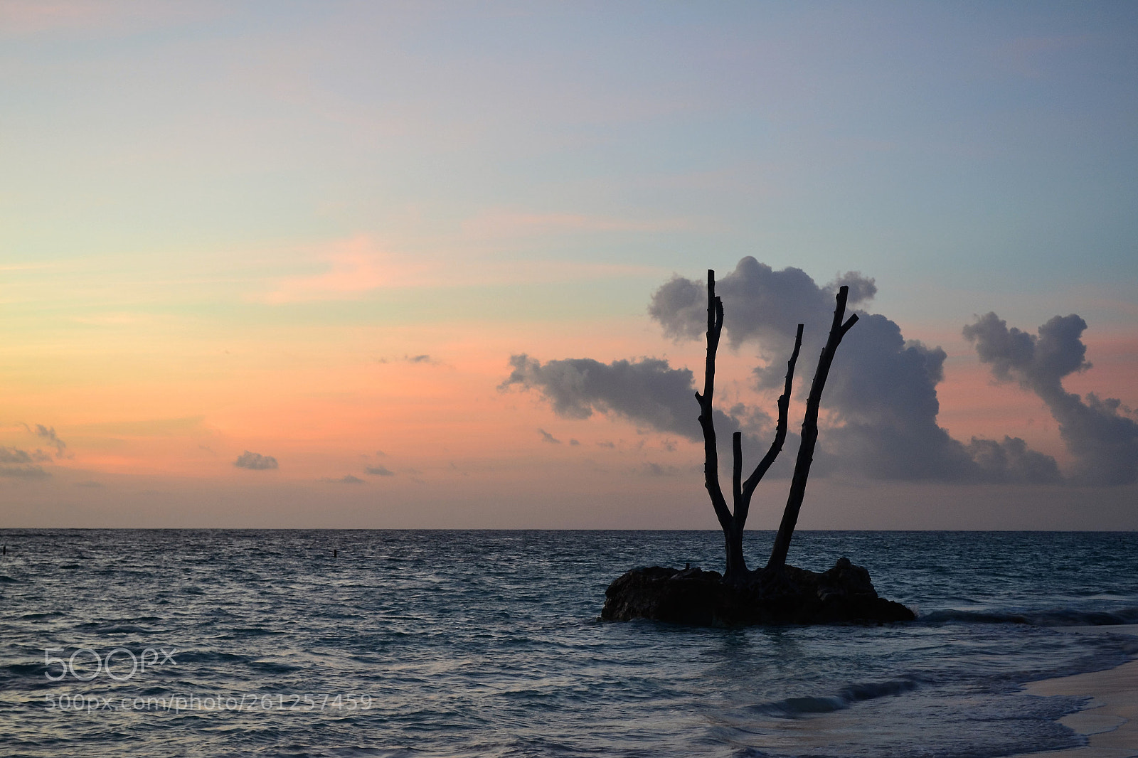 Nikon D3100 sample photo. Lonely tree photography