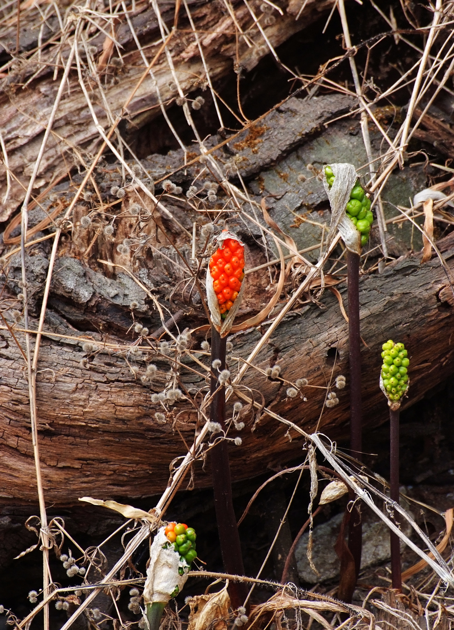 Fujifilm FinePix S5 Pro sample photo. Seeds photography