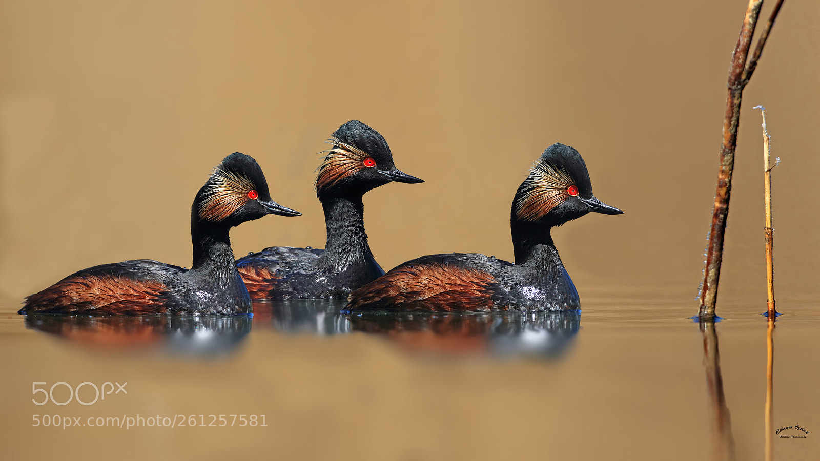 Canon EOS 7D Mark II sample photo. Black-necked grebe. photography