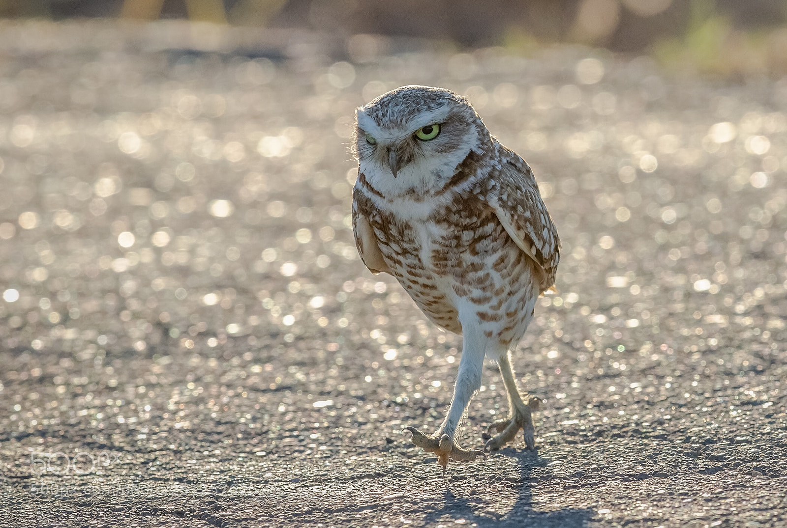 Canon EOS 7D Mark II sample photo. Burrowing owl reframing photography
