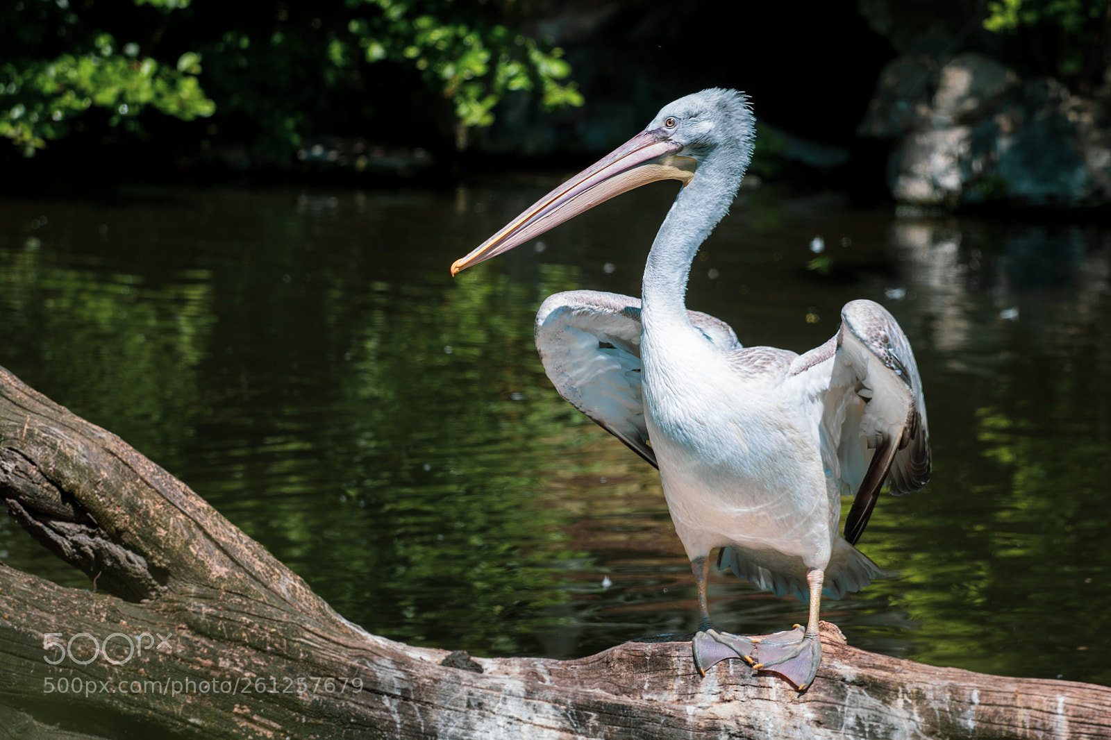 Canon EOS 760D (EOS Rebel T6s / EOS 8000D) sample photo. Pelican in a pond photography
