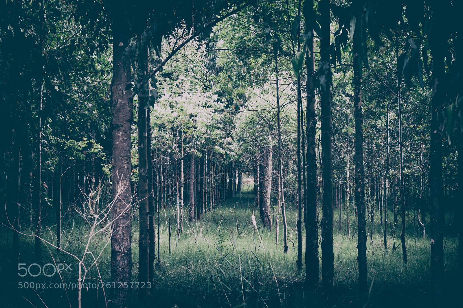 Nikon D5300 sample photo. Lost woods photography