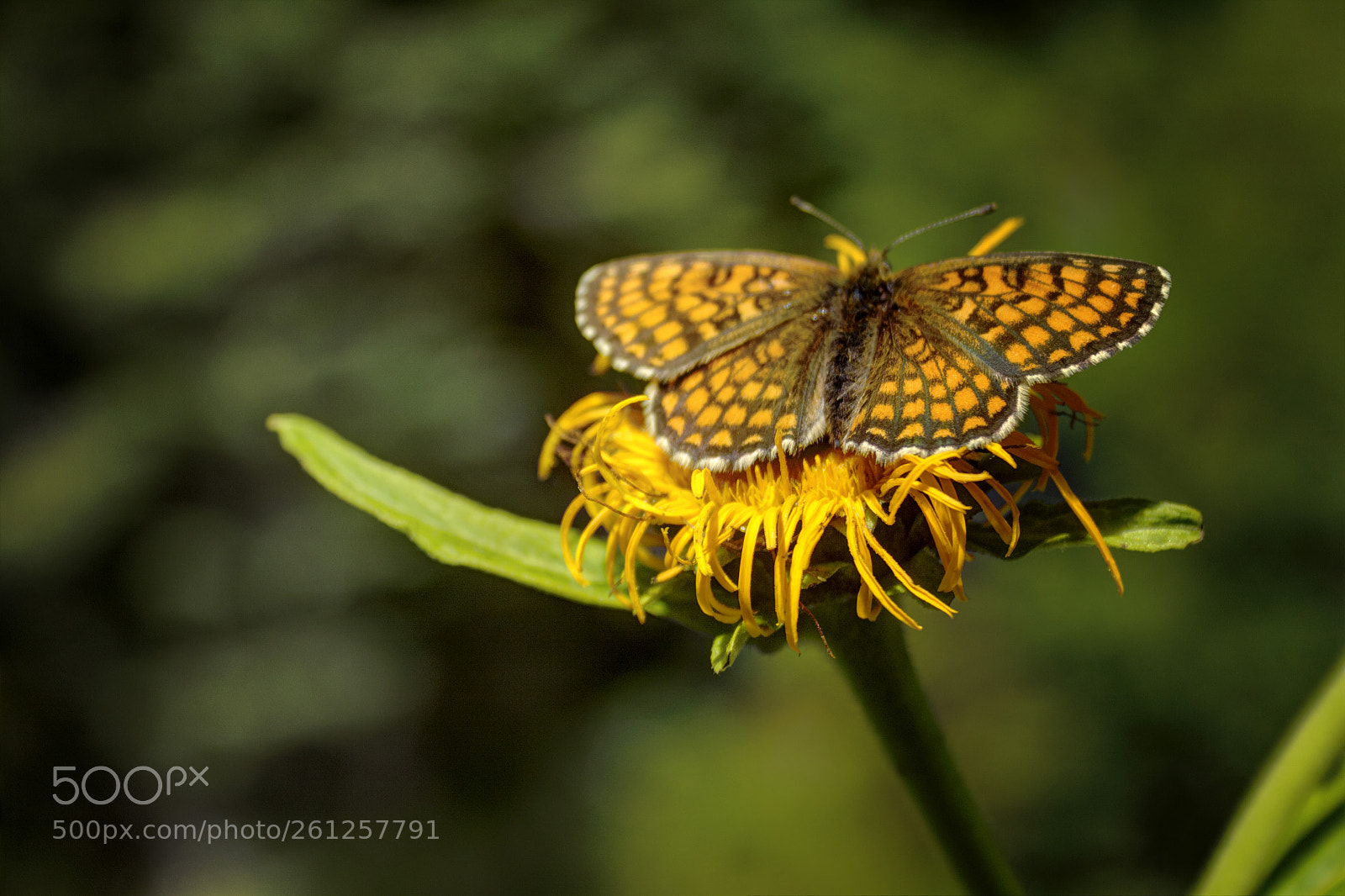 Canon EOS 50D sample photo. A butterfly in elatia photography
