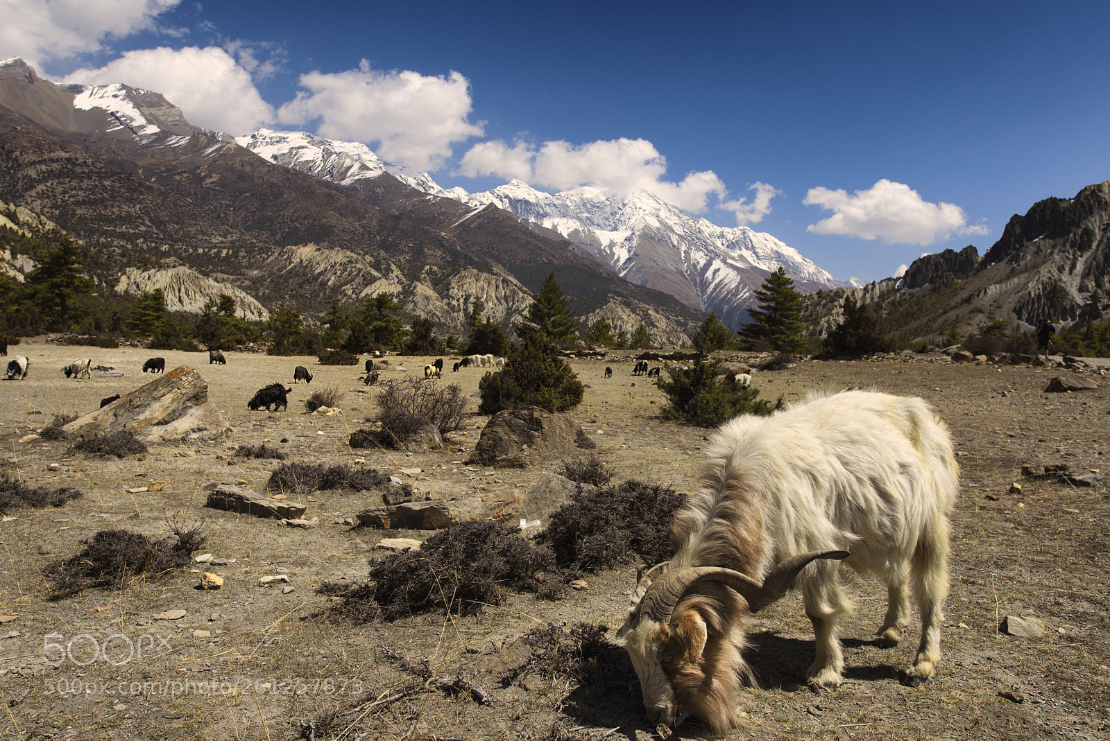 Nikon D600 sample photo. Manang valley photography