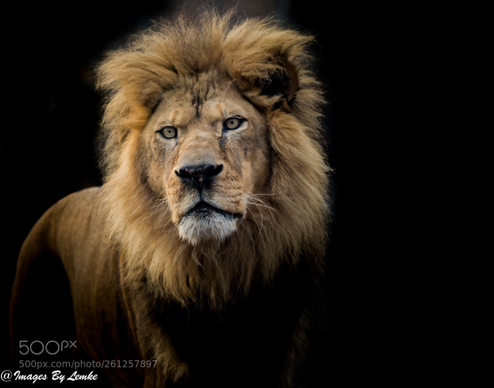 Nikon D4 sample photo. The king photography
