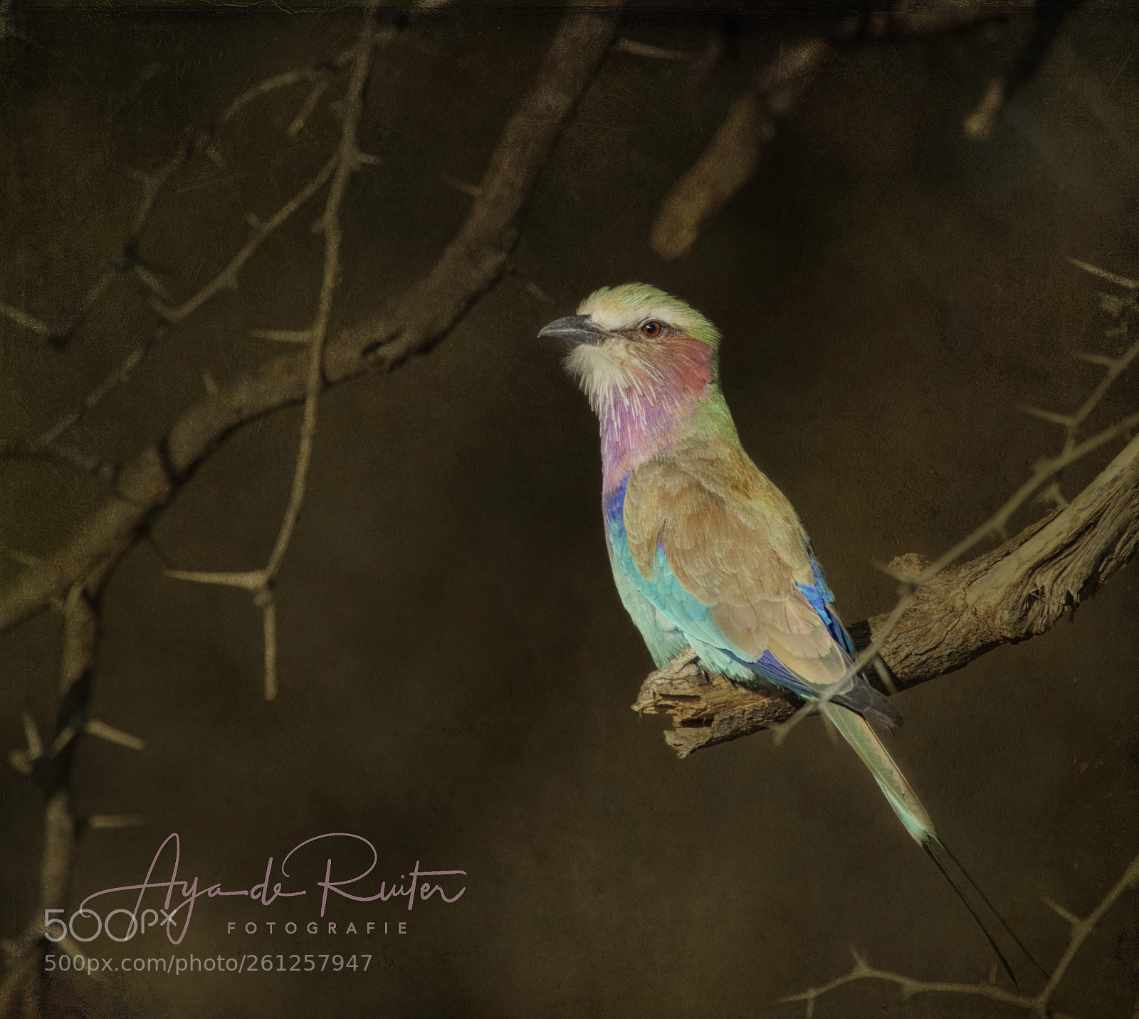 Canon EOS 5D Mark II sample photo. Colourful photography