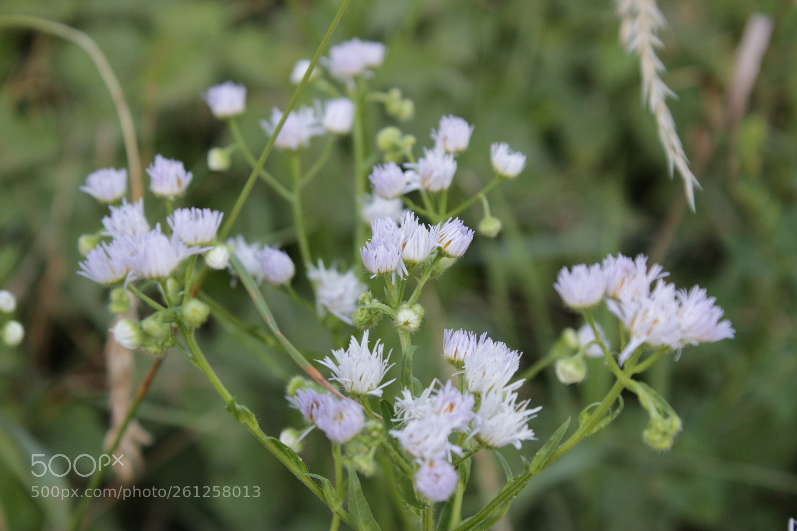 Canon EOS 100D (EOS Rebel SL1 / EOS Kiss X7) sample photo. Flower photography