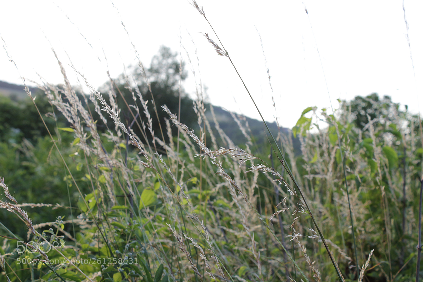 Canon EOS 100D (EOS Rebel SL1 / EOS Kiss X7) sample photo. Grassy photography