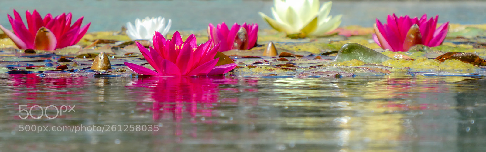 Panasonic Lumix DC-ZS70 (Lumix DC-TZ90) sample photo. Red lotus photography