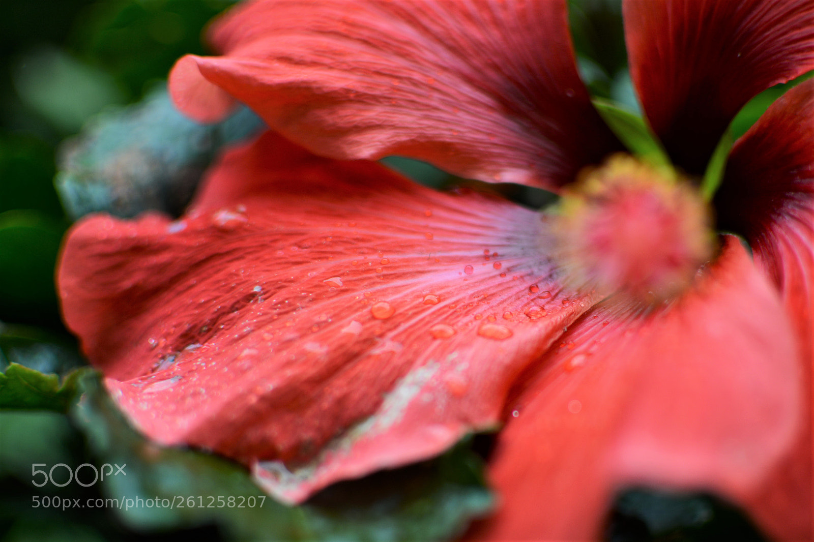 Nikon D5200 + Nikon AF-S DX Nikkor 35mm F1.8G sample photo. Hibiscus on a rainy photography