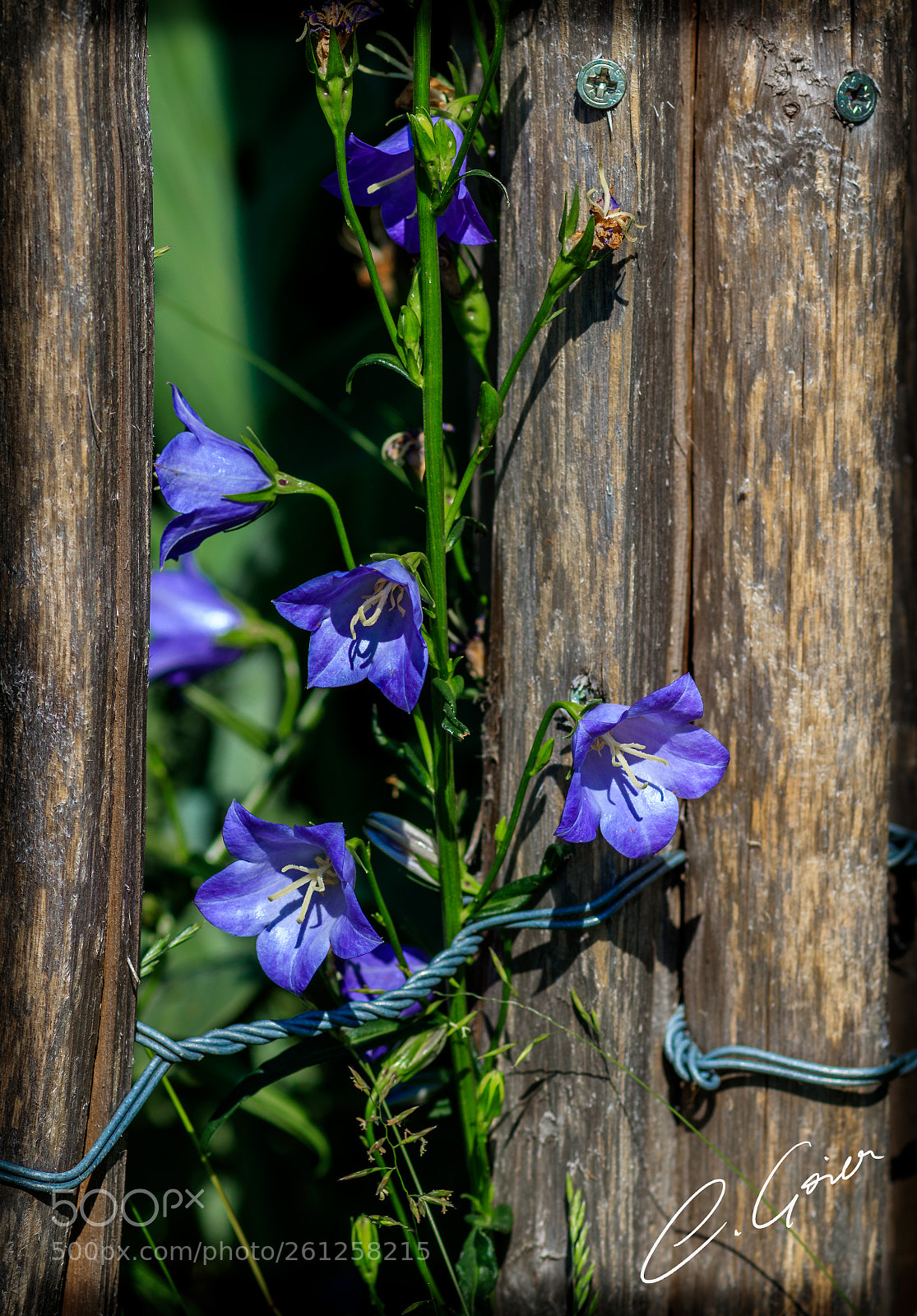 Canon EOS 77D (EOS 9000D / EOS 770D) sample photo. Campanula persicifolia photography