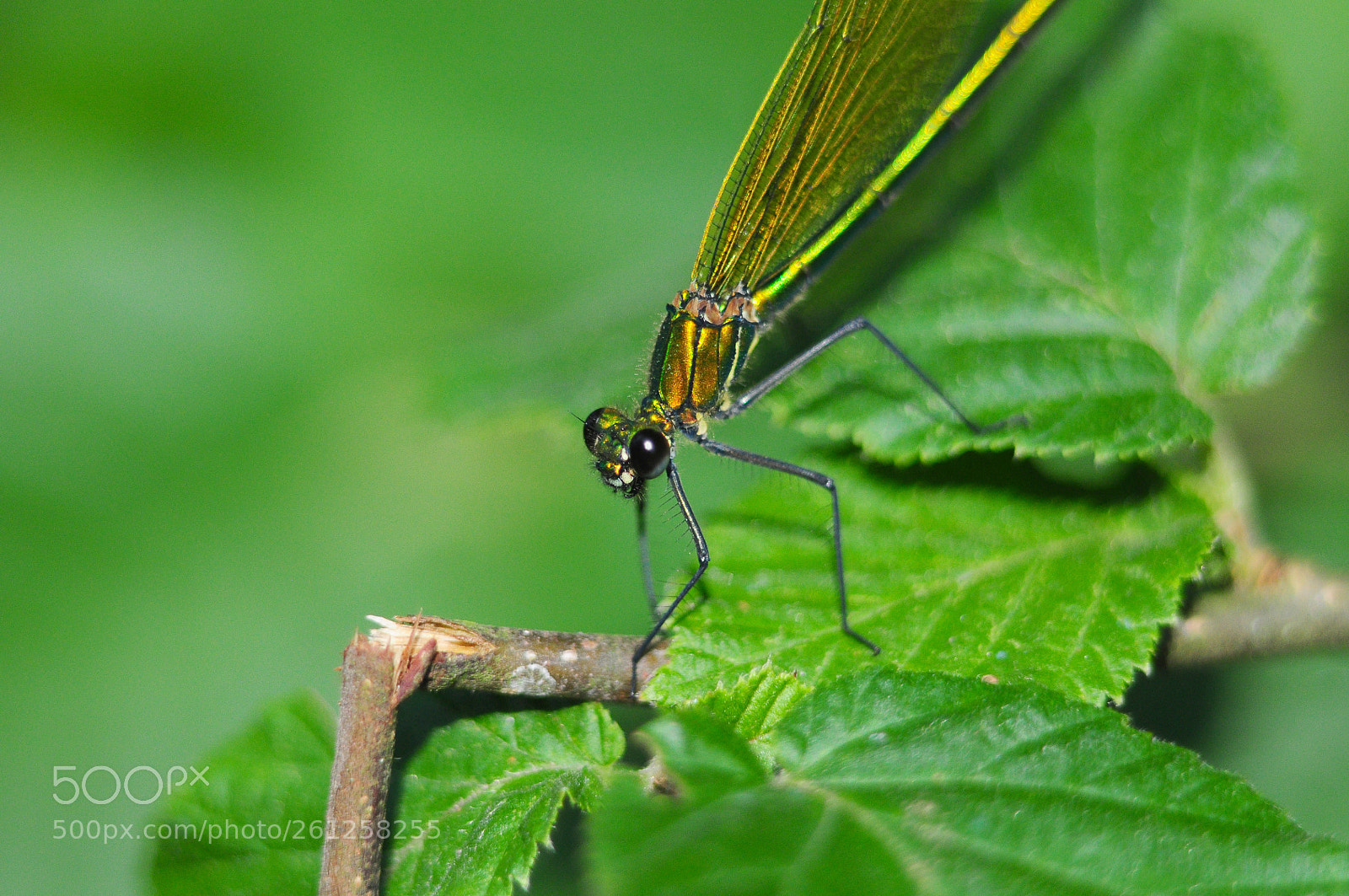 Nikon D90 sample photo. Again and again.... photography