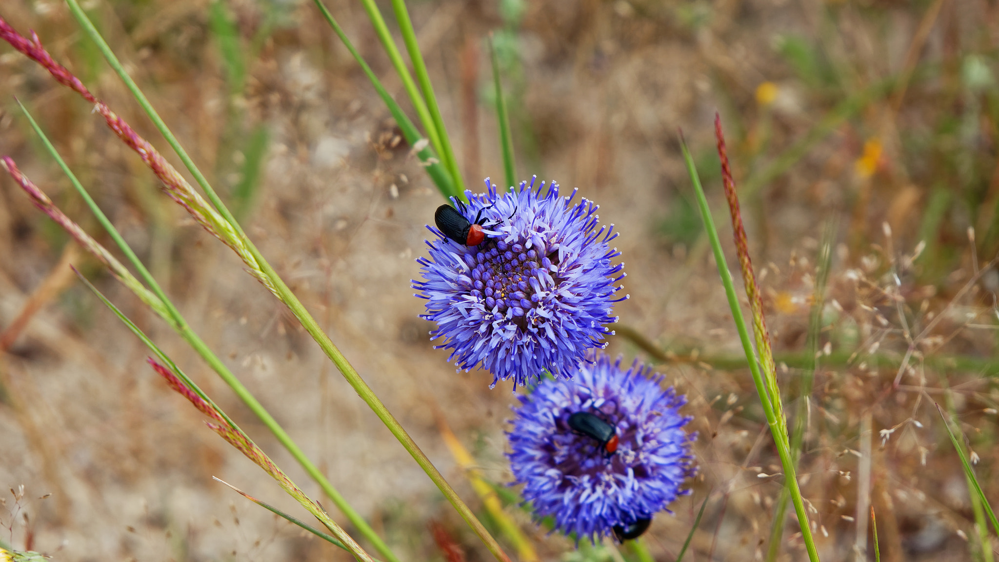 Panasonic Lumix DMC-G85 (Lumix DMC-G80) sample photo. A bug's life photography
