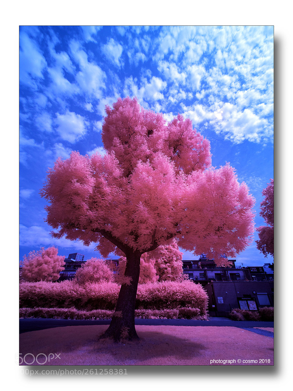 Panasonic Lumix DMC-GX8 sample photo. Deptford park tree. photography