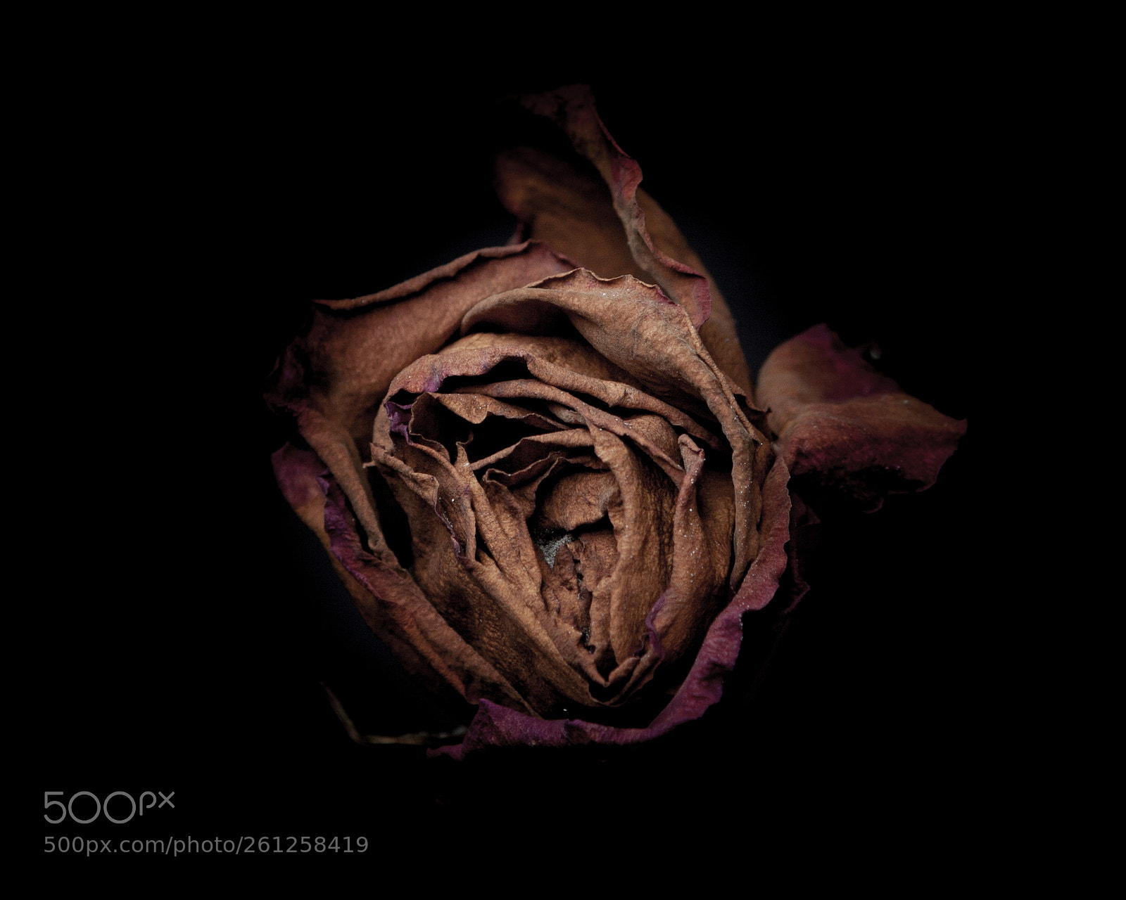 Canon EOS 5D Mark II sample photo. Dying rose photography