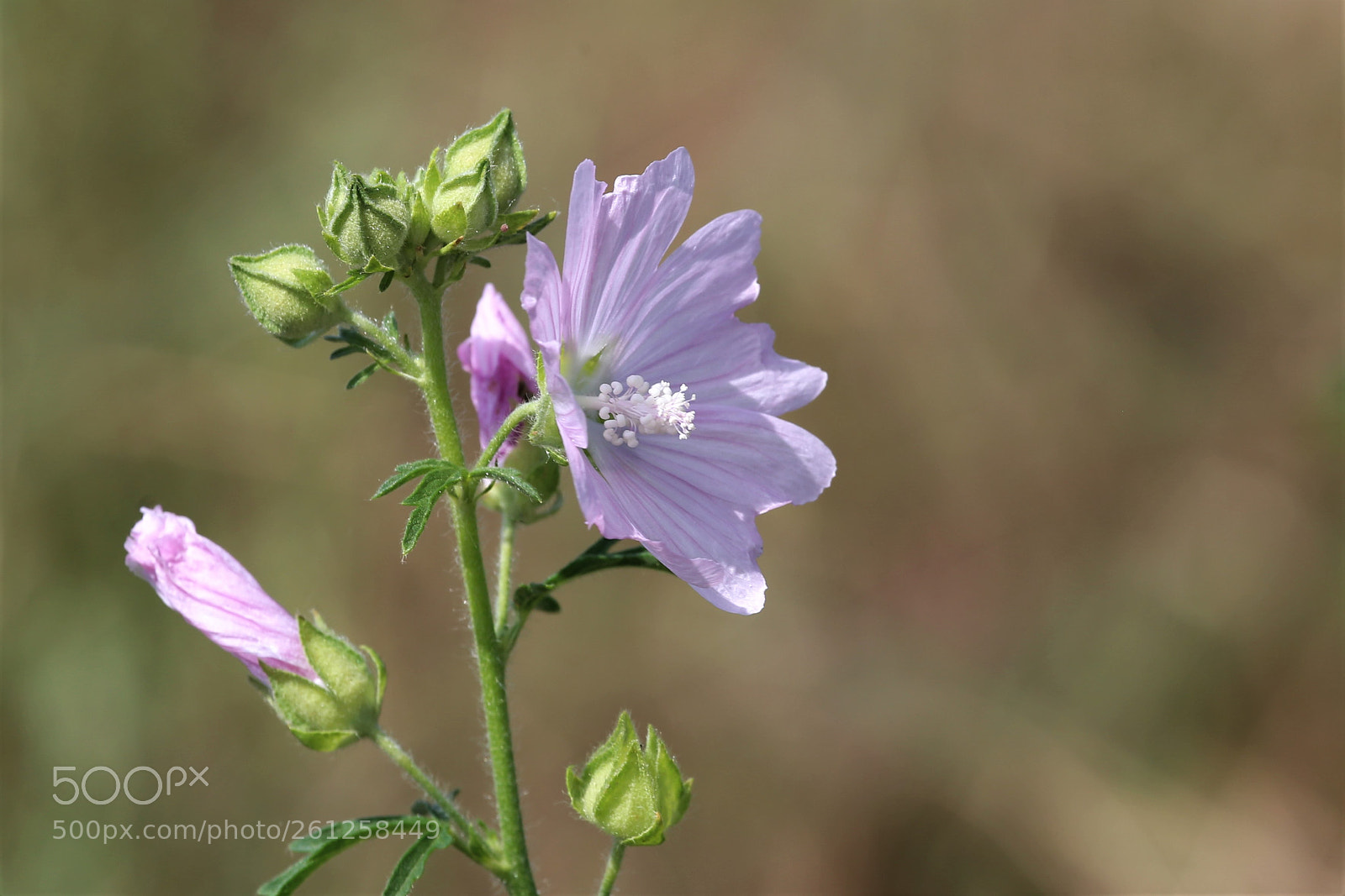 Canon EOS 6D sample photo. Malva moscata photography