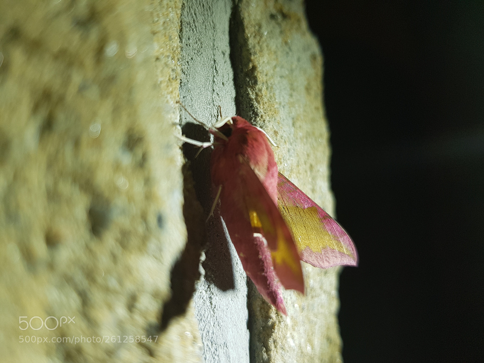 Samsung Galaxy S8 sample photo. Ledy in red photography