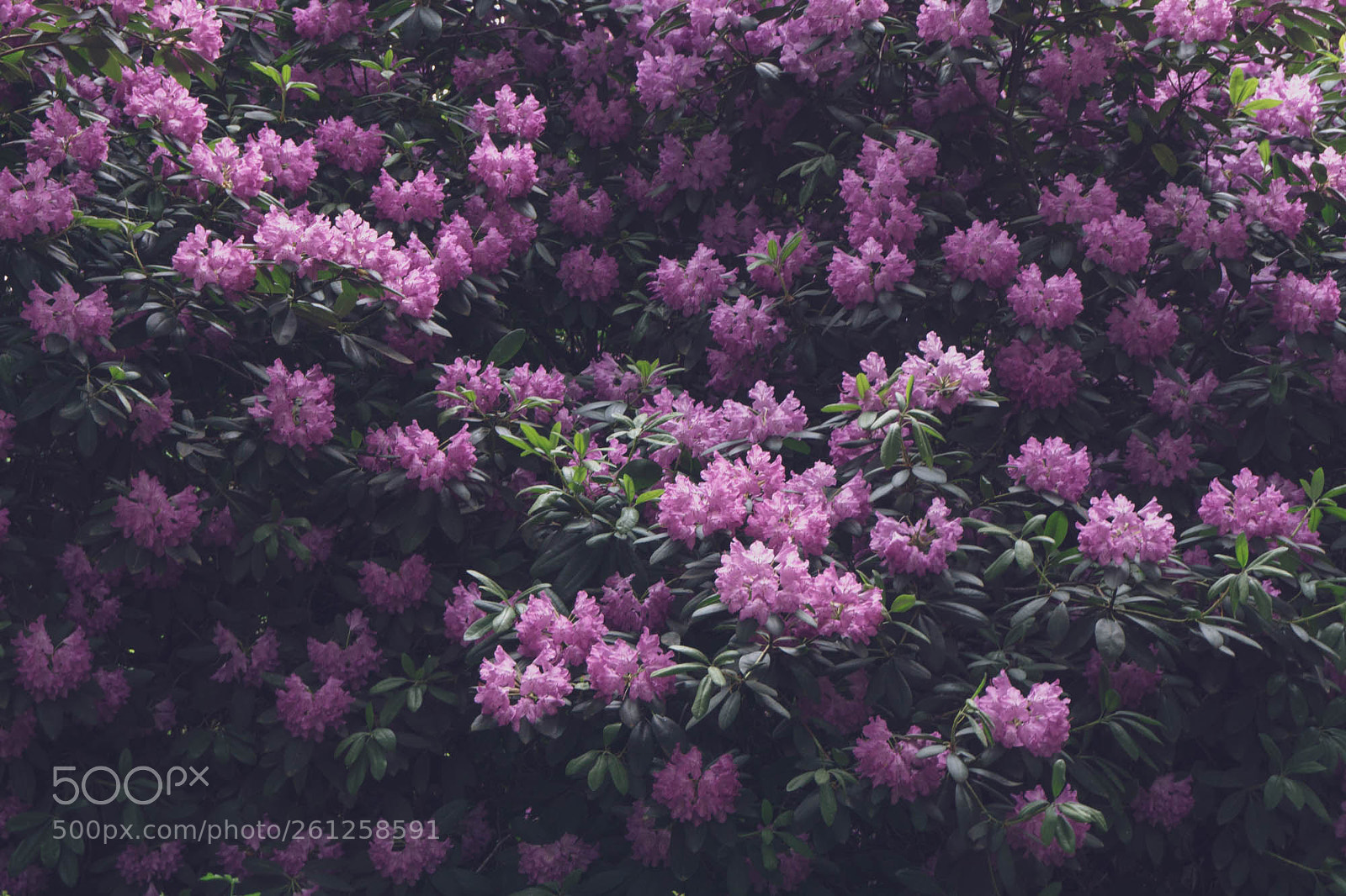 Sony a6000 sample photo. Flowers photography