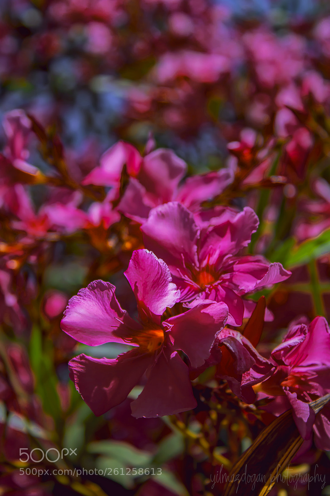 Canon EOS 750D (EOS Rebel T6i / EOS Kiss X8i) sample photo. Summer is coming photography