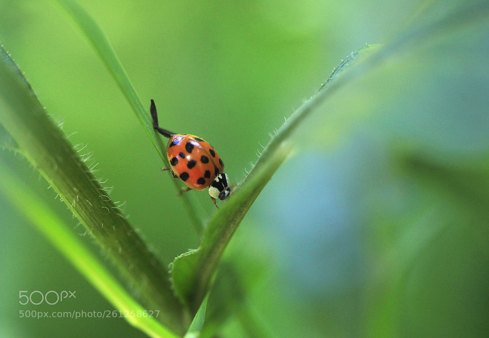 Canon EOS 5D Mark II sample photo. Cute ladybug on green photography