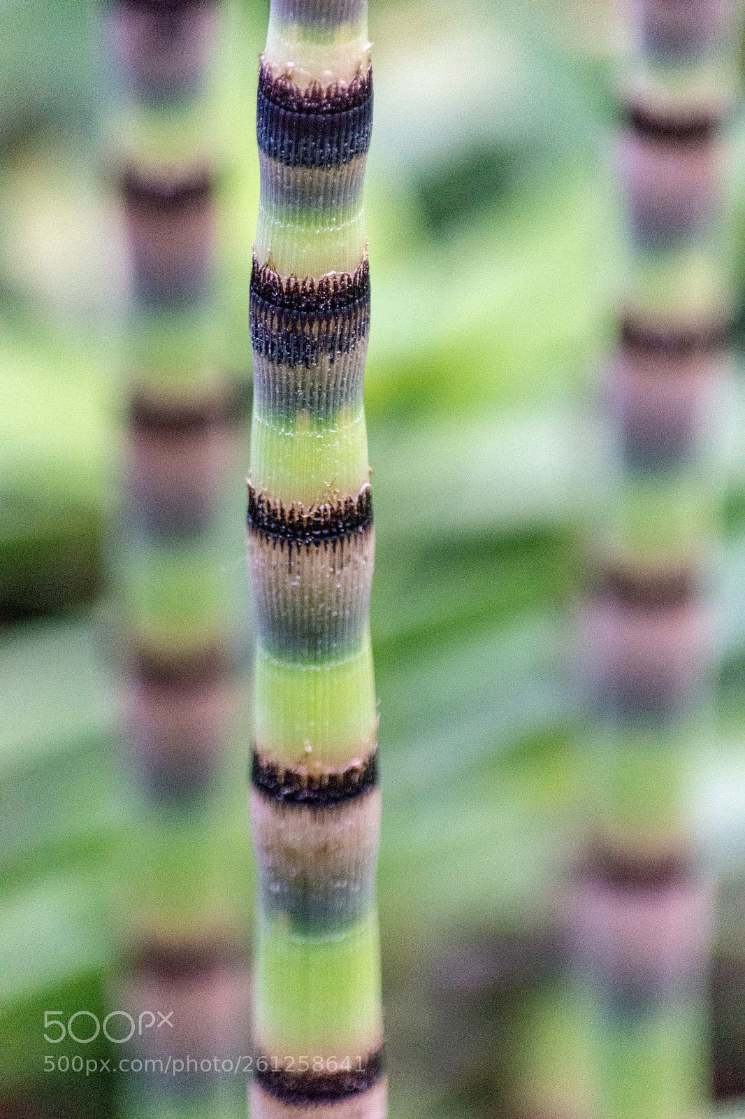 Nikon D7200 sample photo. Horsetail (schachtelhalm) photography