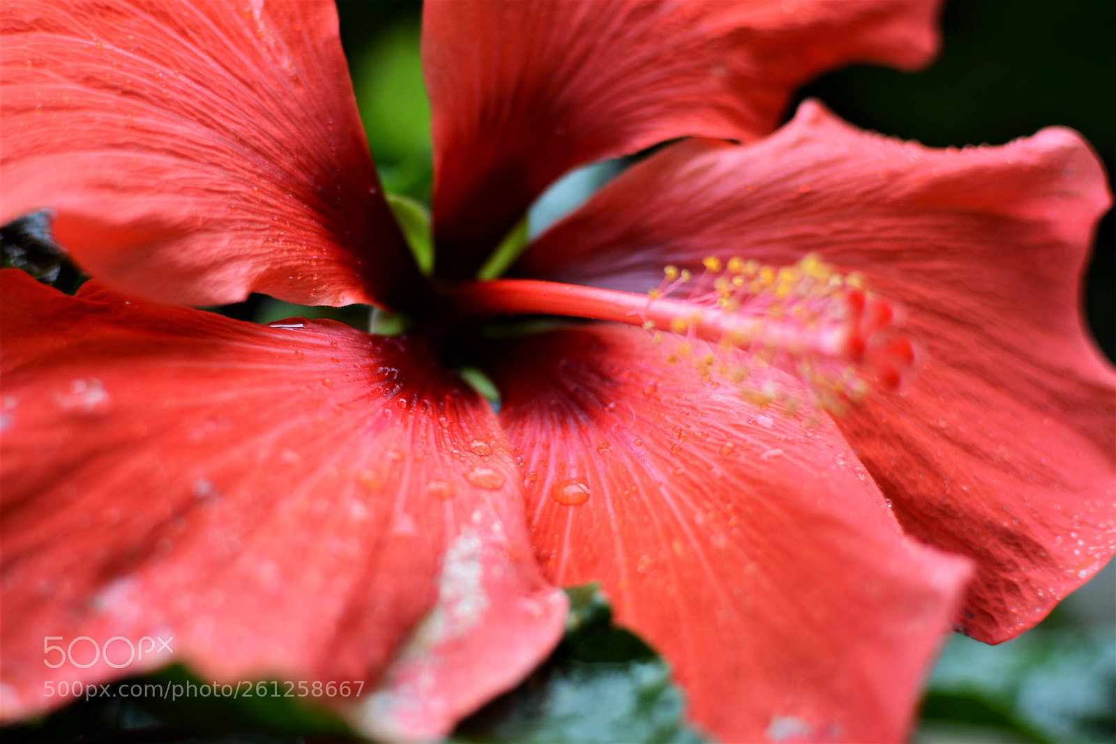 Nikon D5200 + Nikon AF-S DX Nikkor 35mm F1.8G sample photo. Hibiscus on a rainy photography