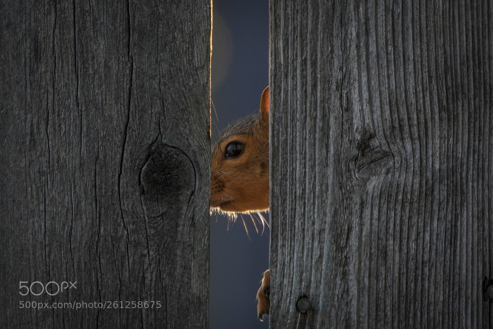 Sony a7R III sample photo. Hello squirrel photography