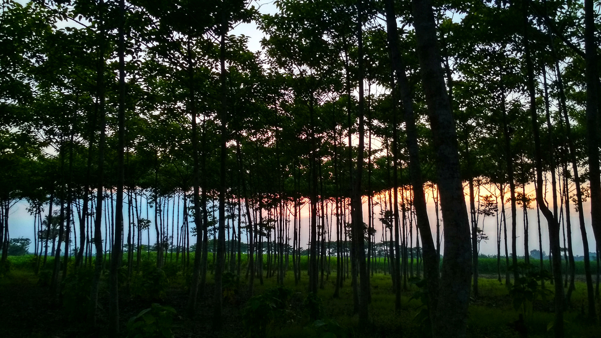 Xiaomi Redmi 4 Pro sample photo