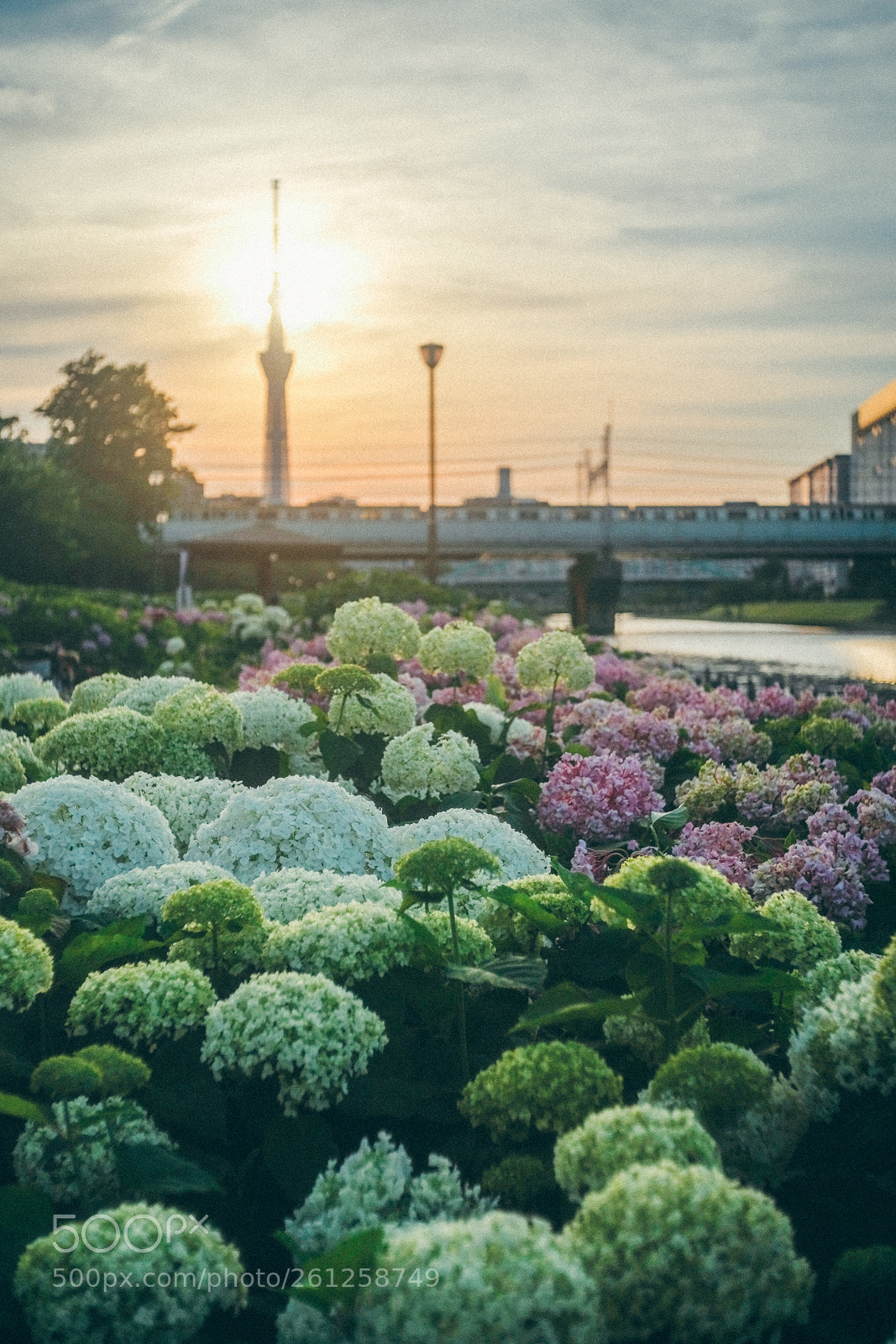 Fujifilm X-Pro2 sample photo. Hydrangea & tokyo skytree photography