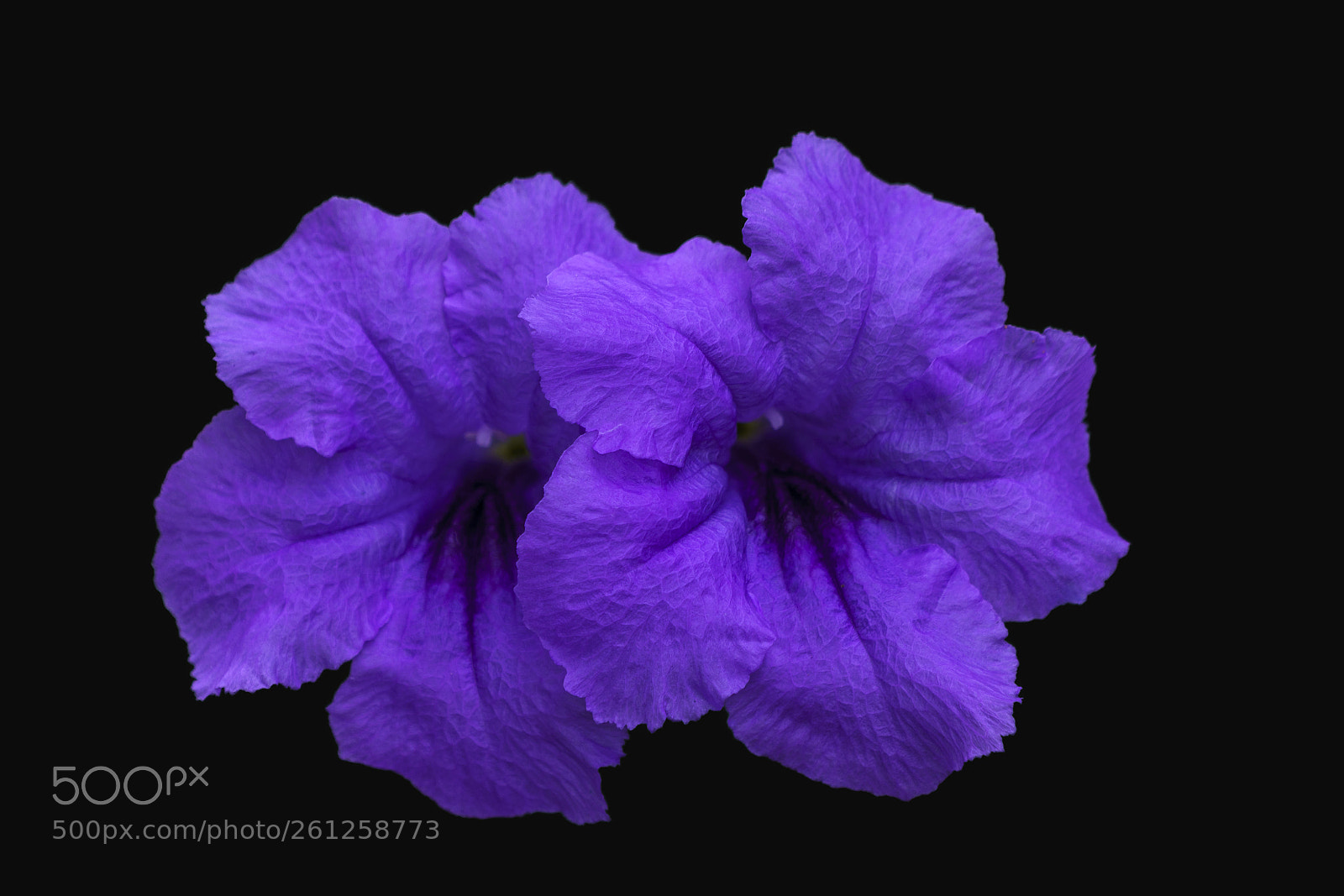 Sony a7R III sample photo. Flowers from the flowerbed photography