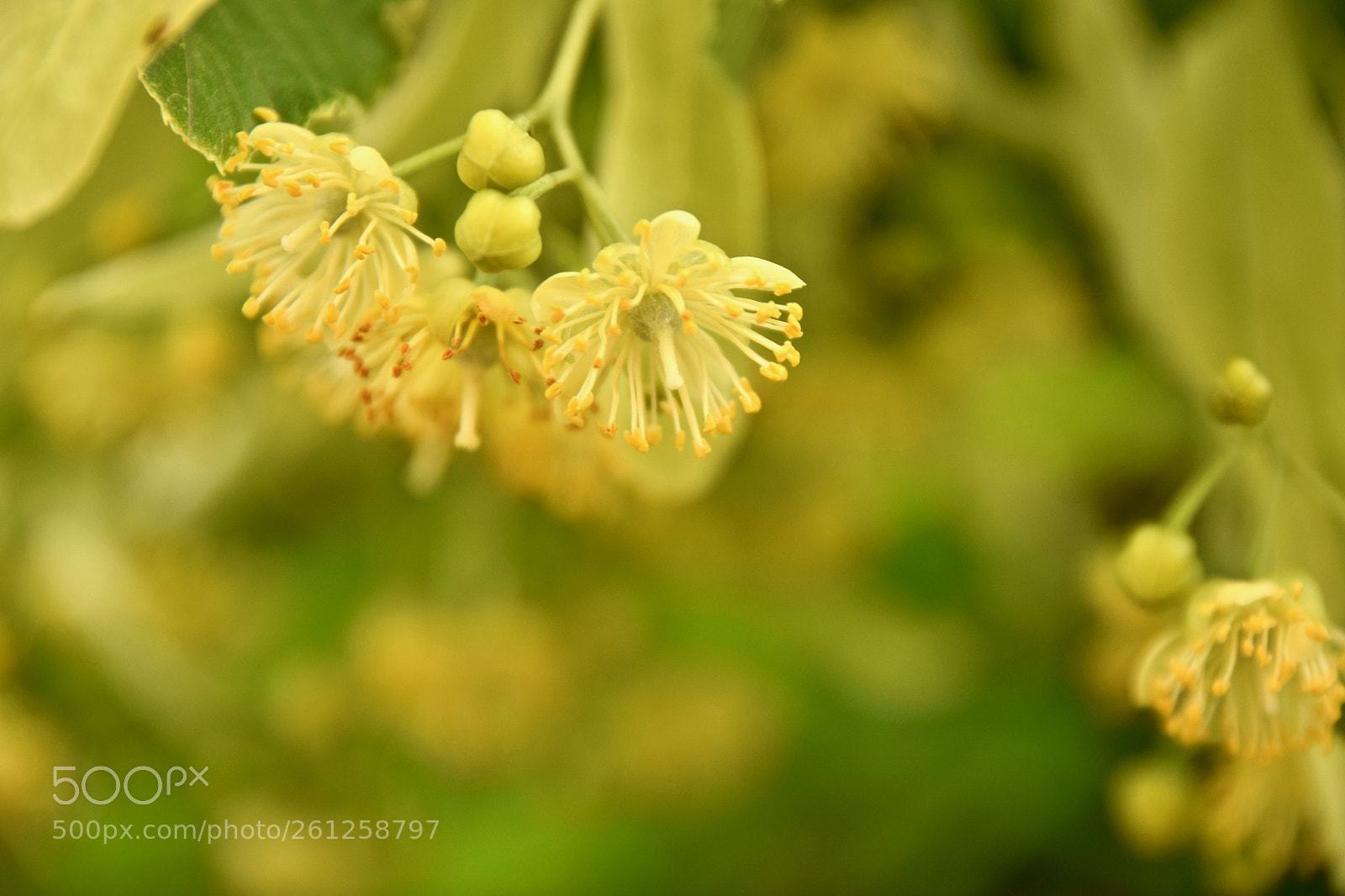 Nikon D5300 sample photo. Blooming (dsc_9759) photography