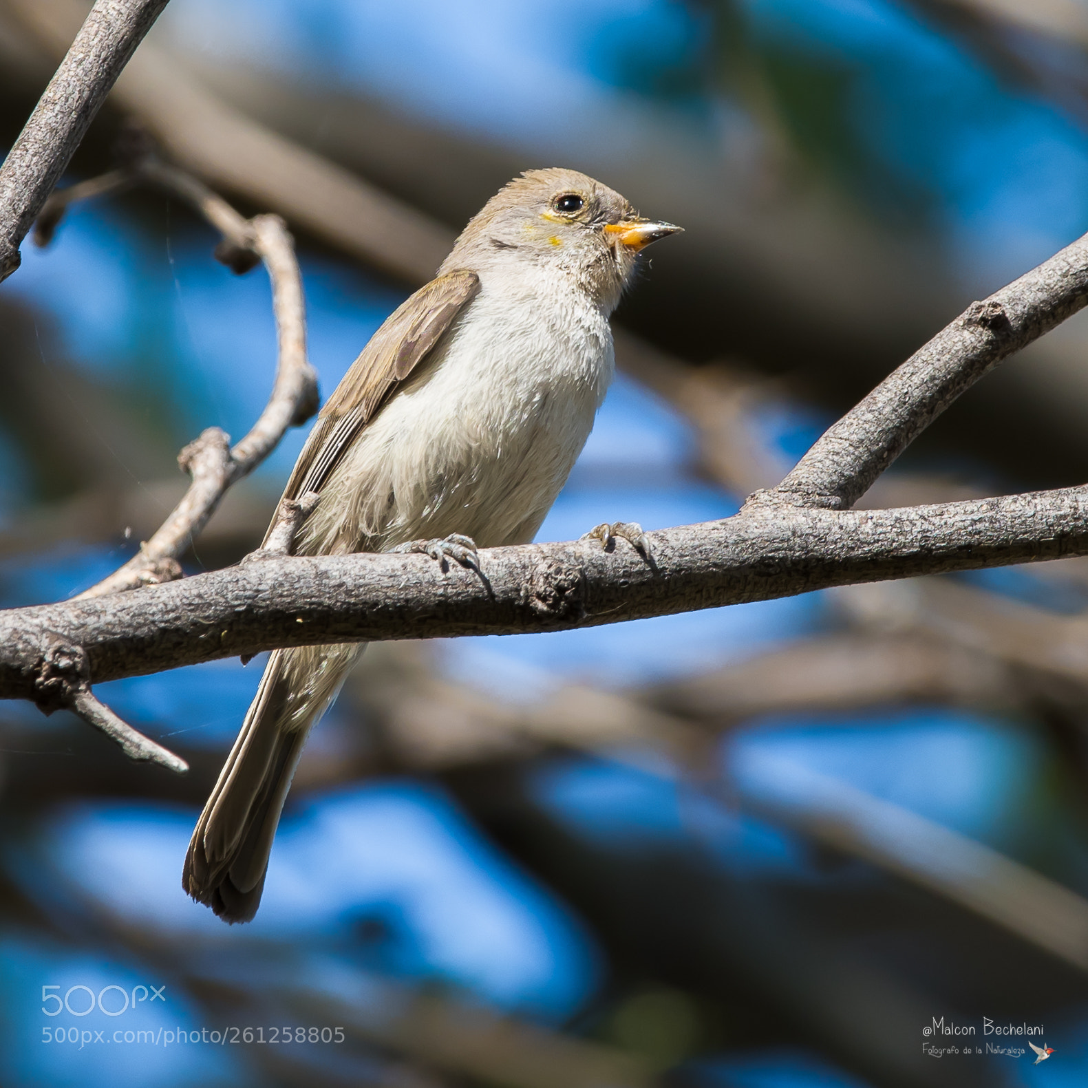 Nikon D810 sample photo. Mbs photography
