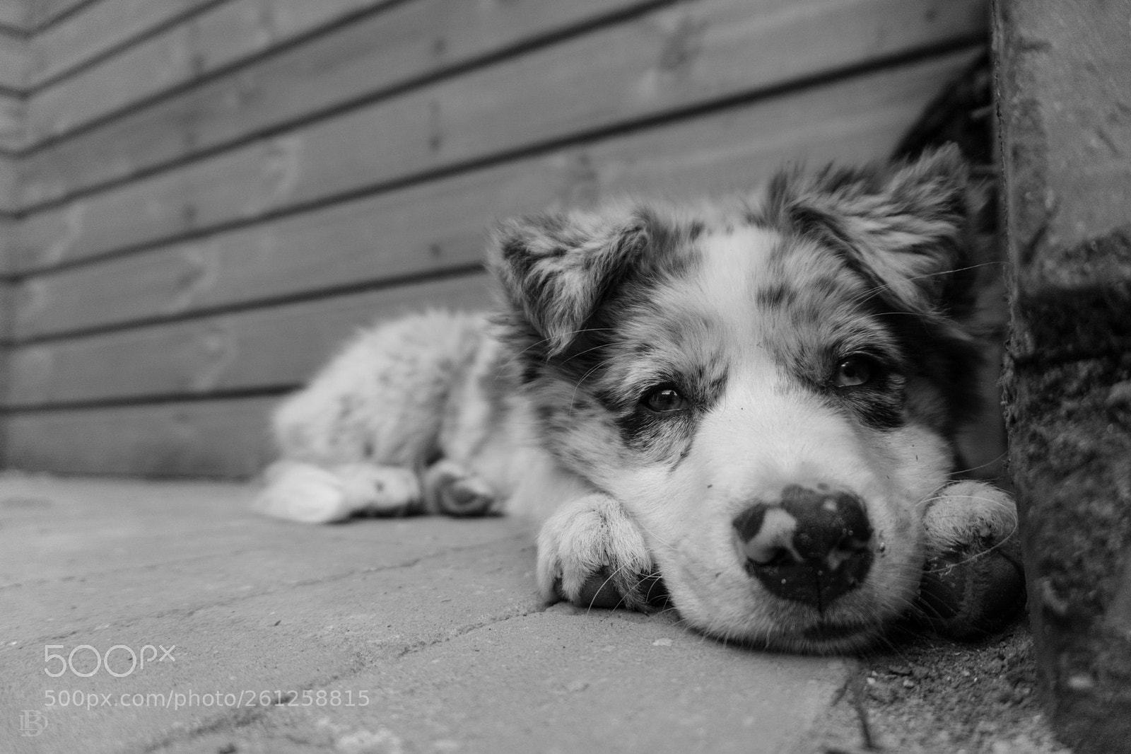 Sony a6000 sample photo. Puppy life photography