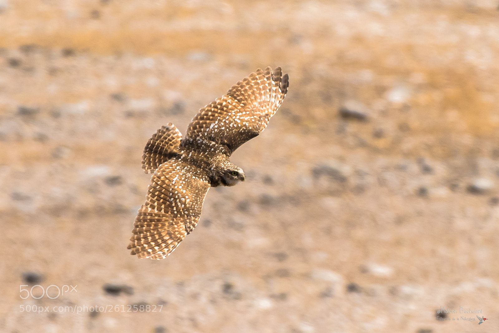 Nikon D810 sample photo. Mbs_0543-2.jpg photography