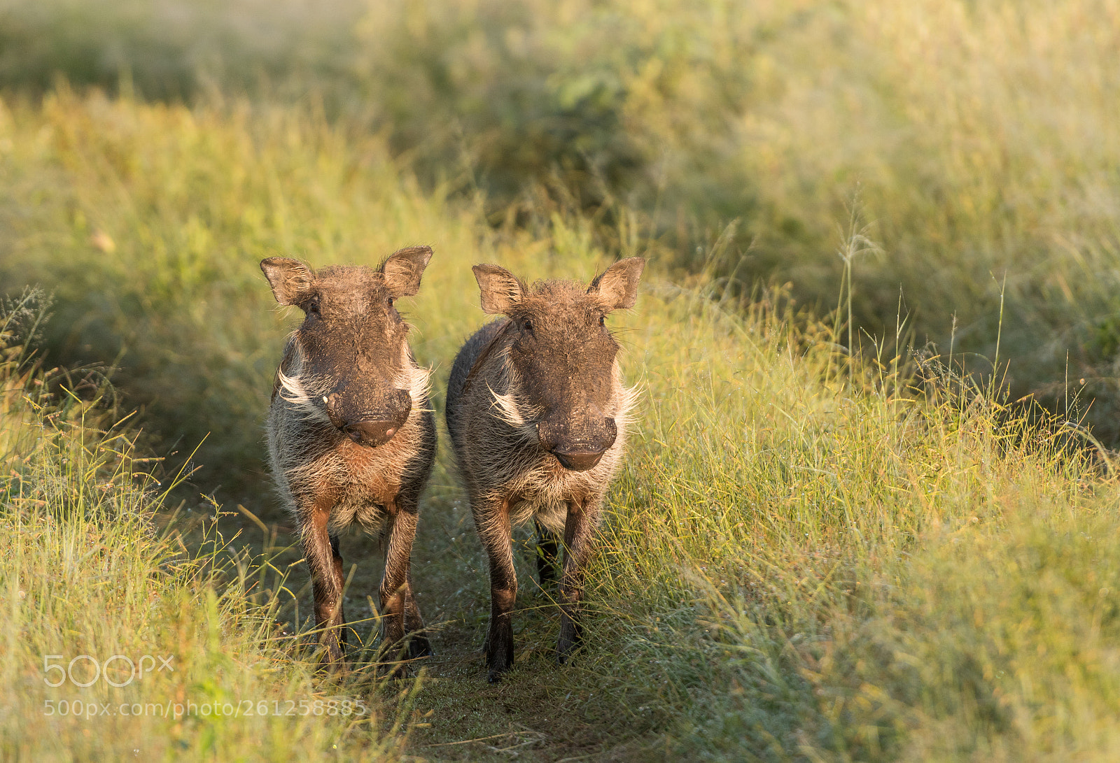 Nikon D500 sample photo. Two_warthogs.jpg photography