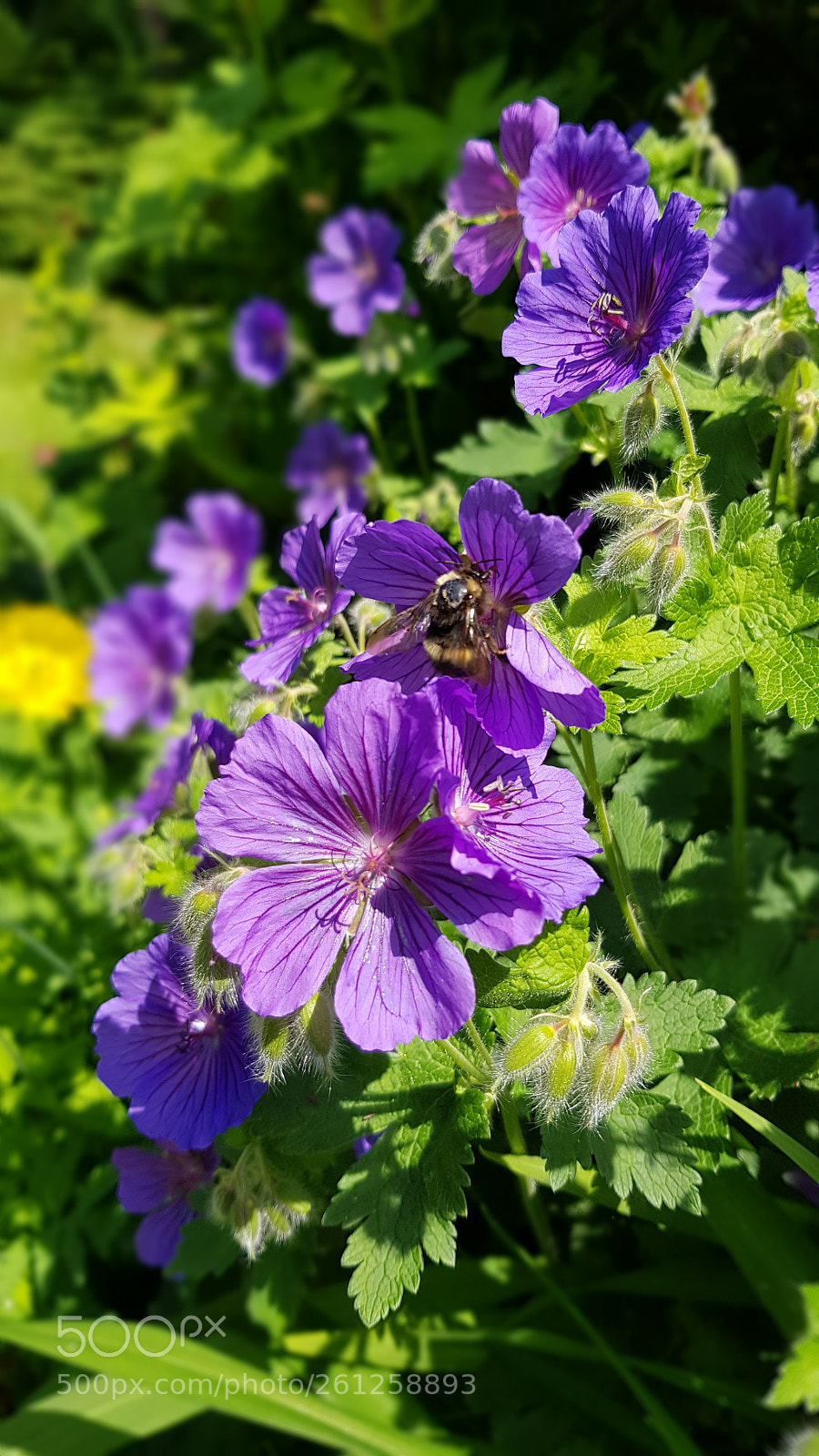 Samsung Galaxy S8 sample photo. June bloom photography