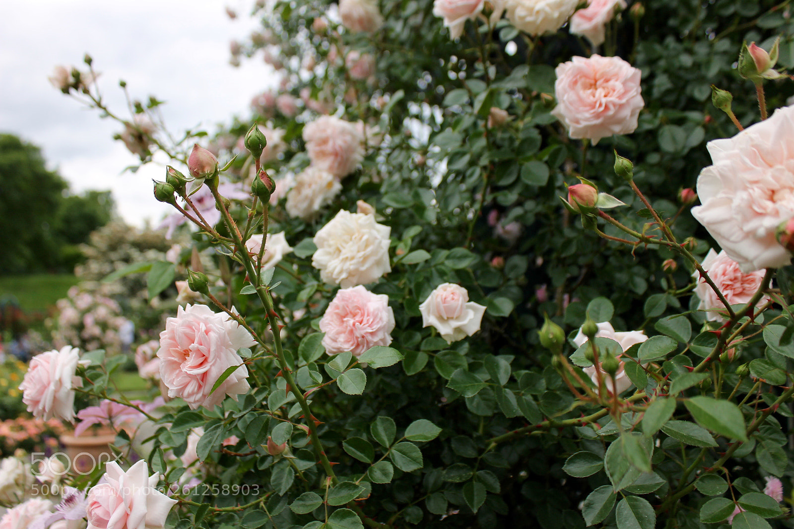 Canon EOS 1100D (EOS Rebel T3 / EOS Kiss X50) sample photo. Rose beds photography