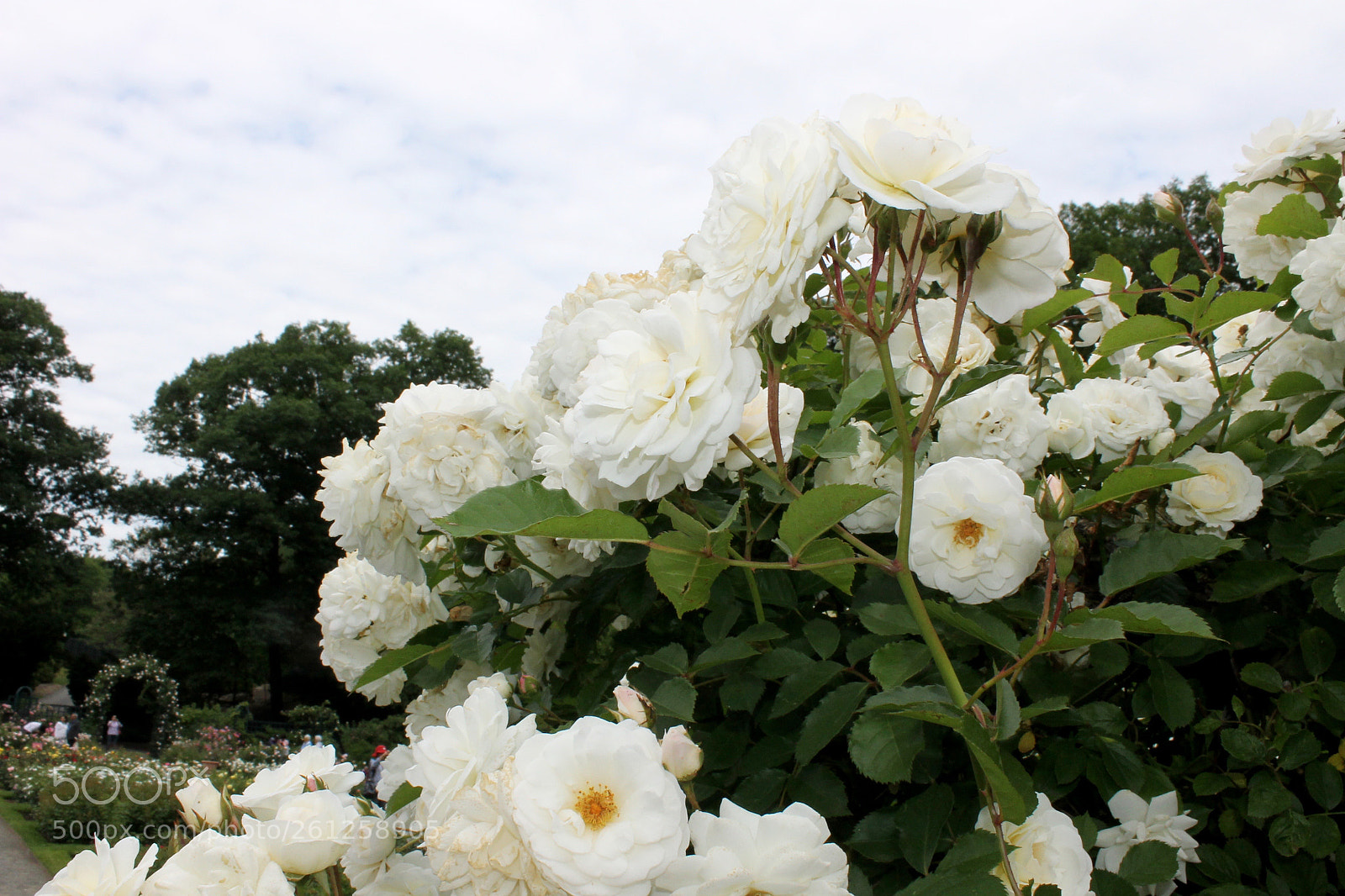 Canon EOS 1100D (EOS Rebel T3 / EOS Kiss X50) sample photo. Rose bed photography