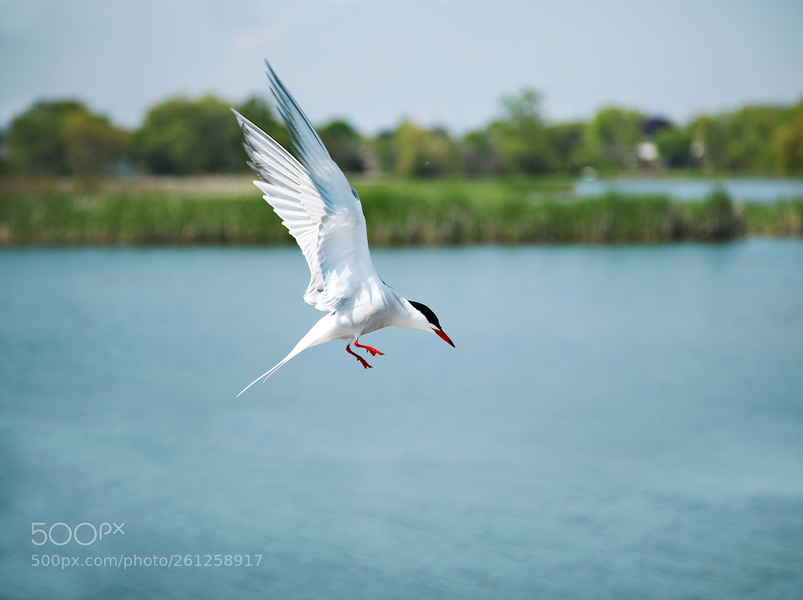 Canon EOS 5D Mark IV sample photo. Tern in flight photography