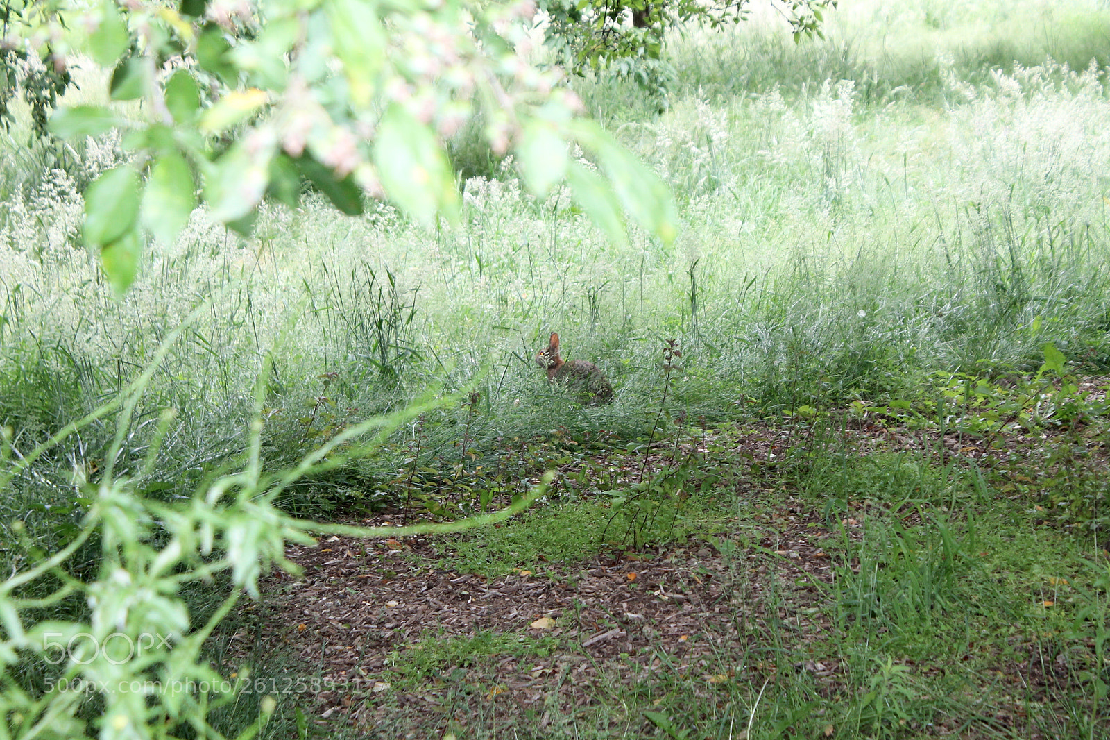 Canon EOS 1100D (EOS Rebel T3 / EOS Kiss X50) sample photo. Bunny photography