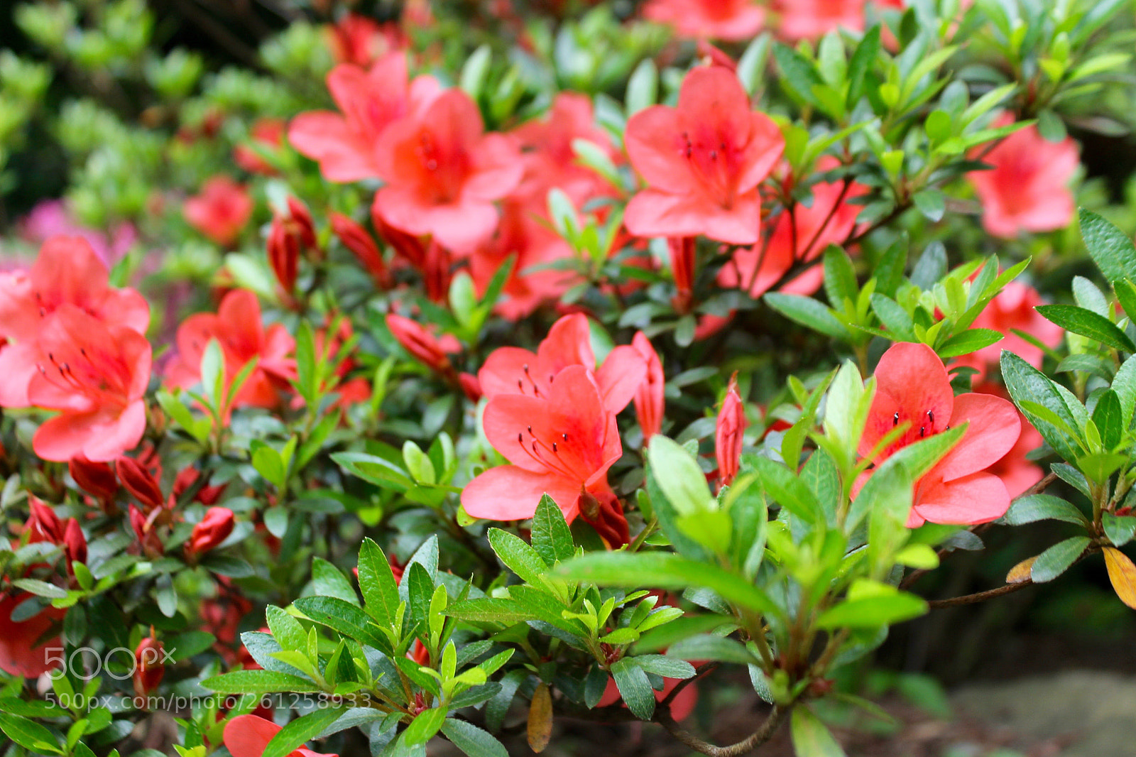 Canon EOS 1100D (EOS Rebel T3 / EOS Kiss X50) sample photo. Flowery day photography