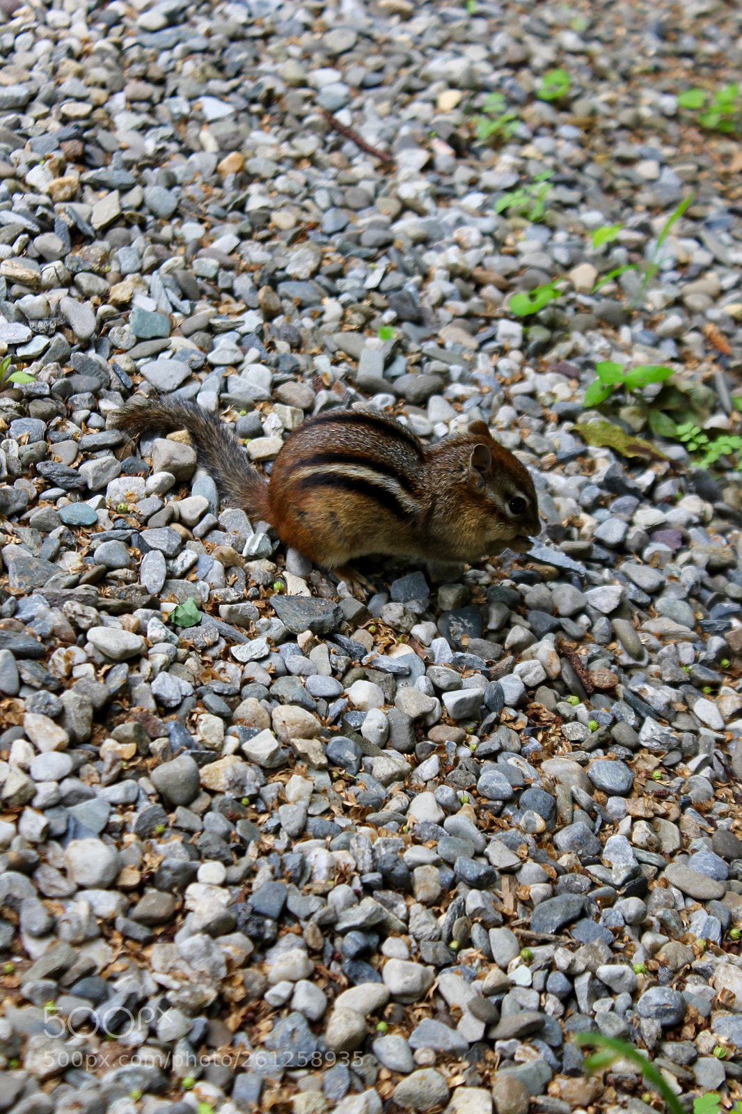 Canon EOS 1100D (EOS Rebel T3 / EOS Kiss X50) sample photo. Chippy photography