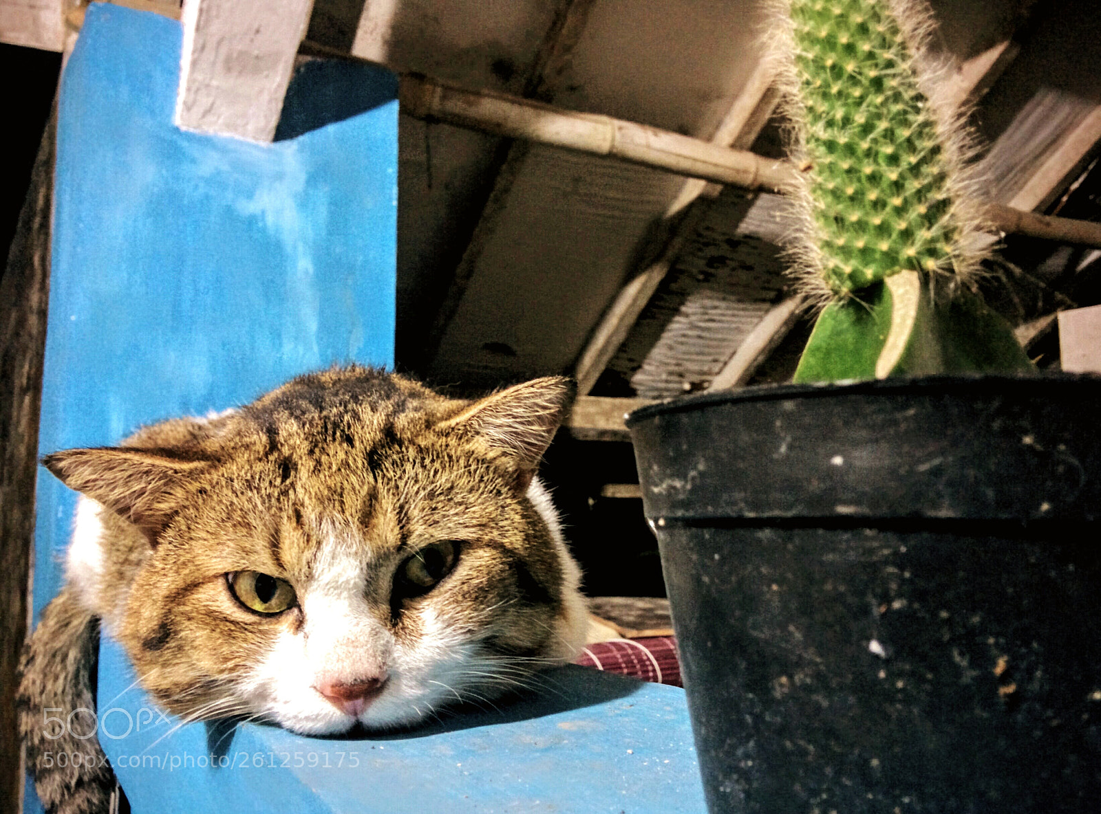 LG Nexus 5 sample photo. Lazy cats photography