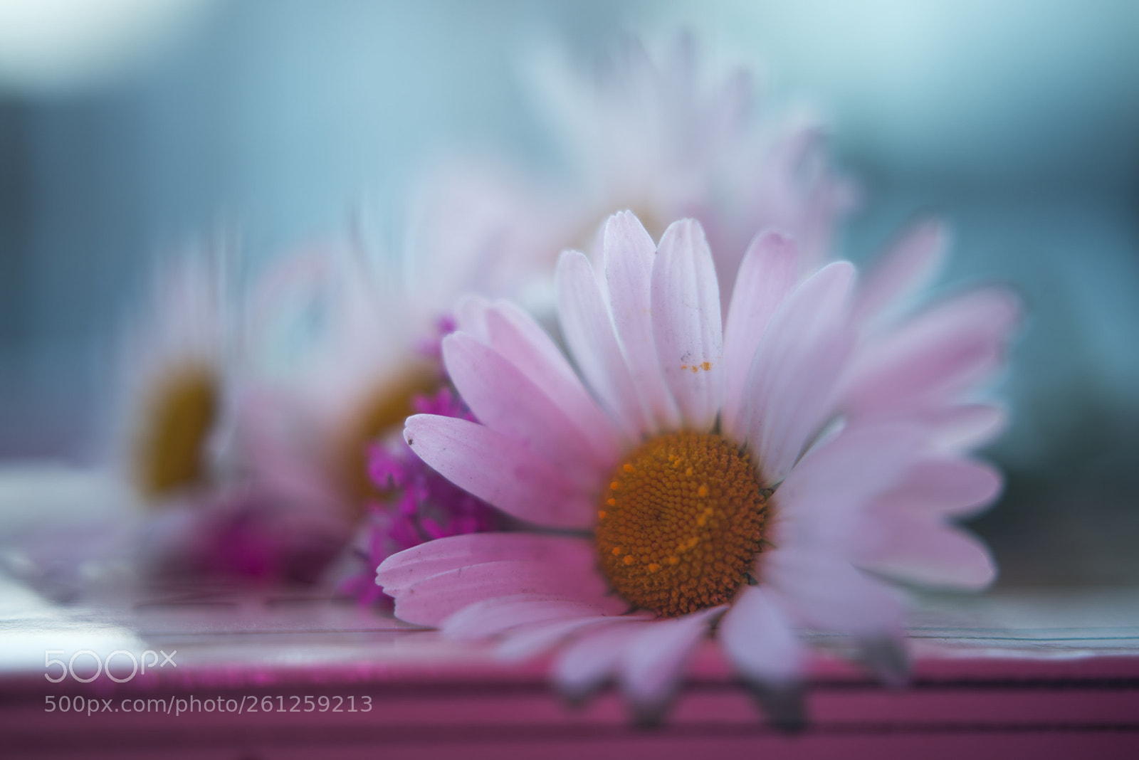Nikon D800 sample photo. Daisy photography